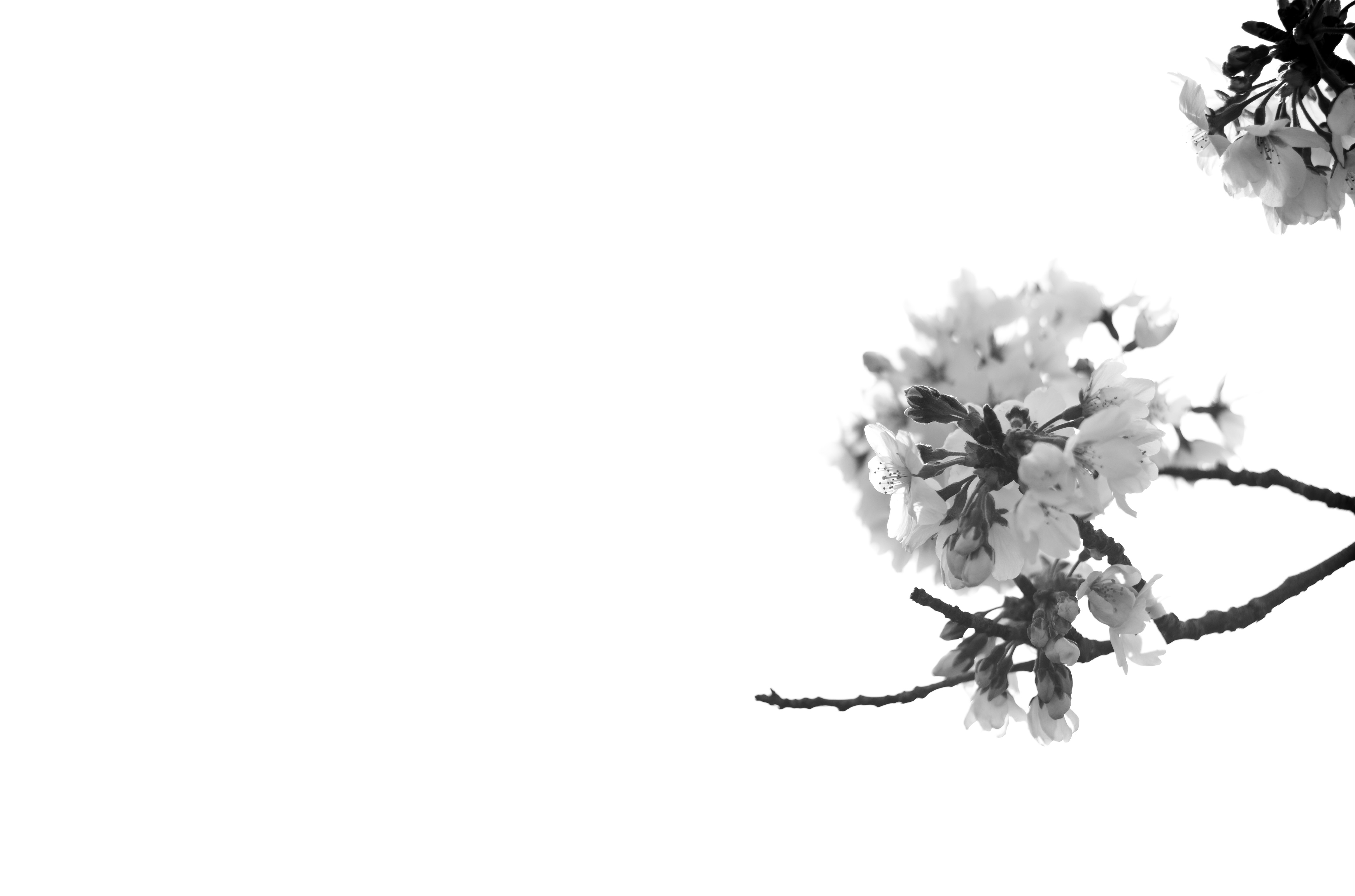 Sakura Monochrome - モノクローム