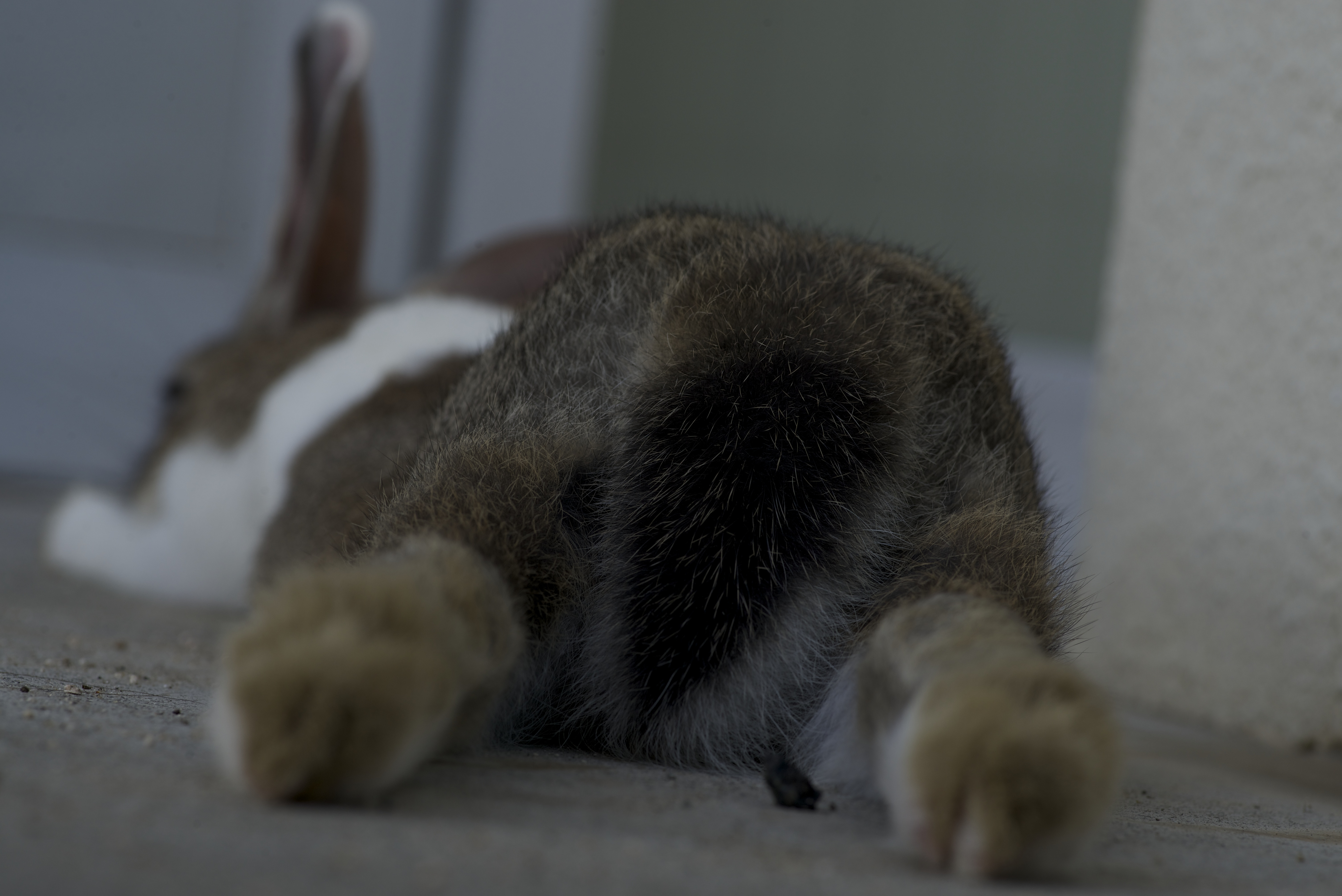 Lapin - うさぎのおしり