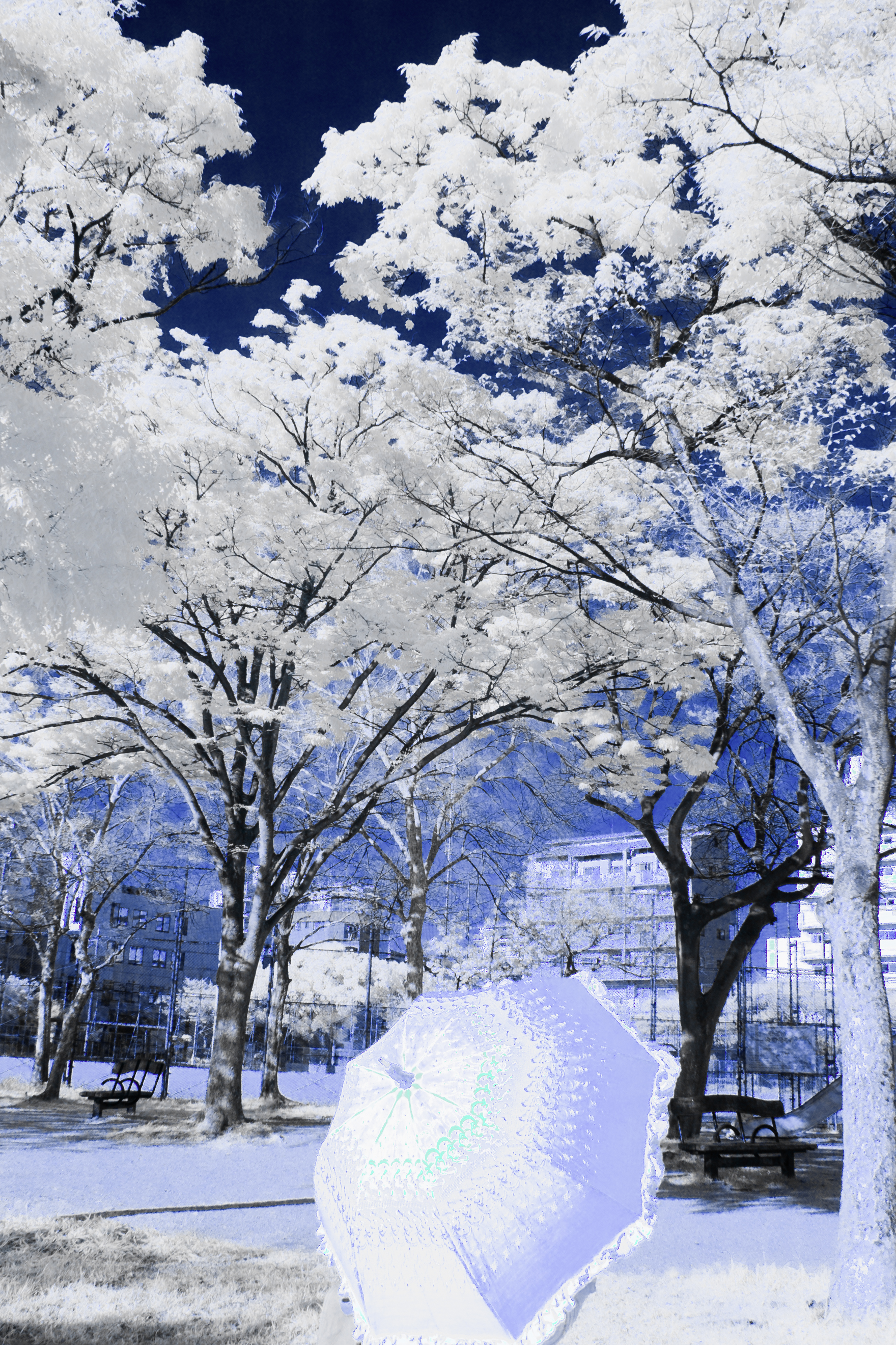 White Trees - 赤外線カラー撮影を試してみた１枚