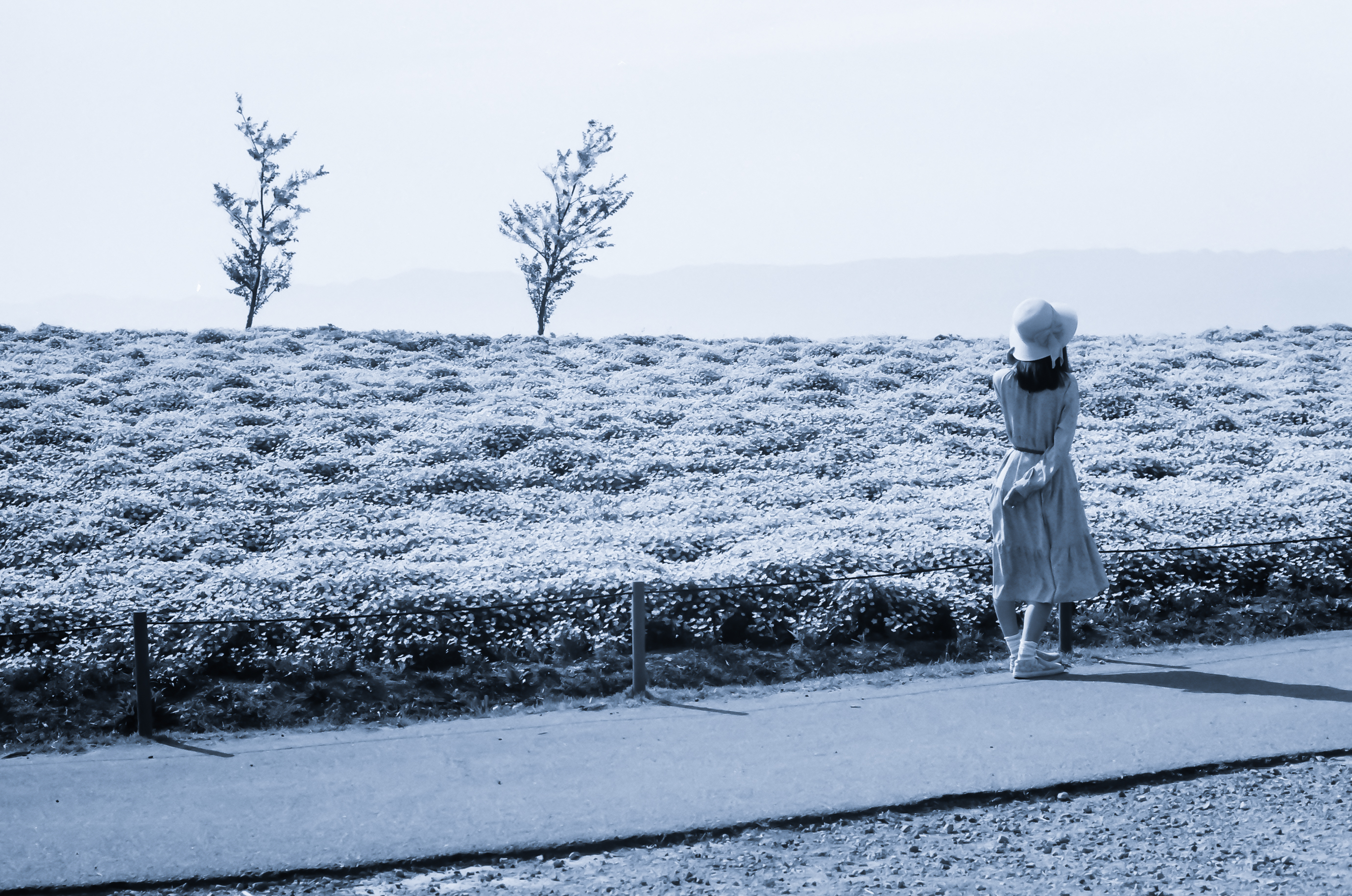 Nemophila B&W - 青のネモフィラをあえてモノクロフィルムで。