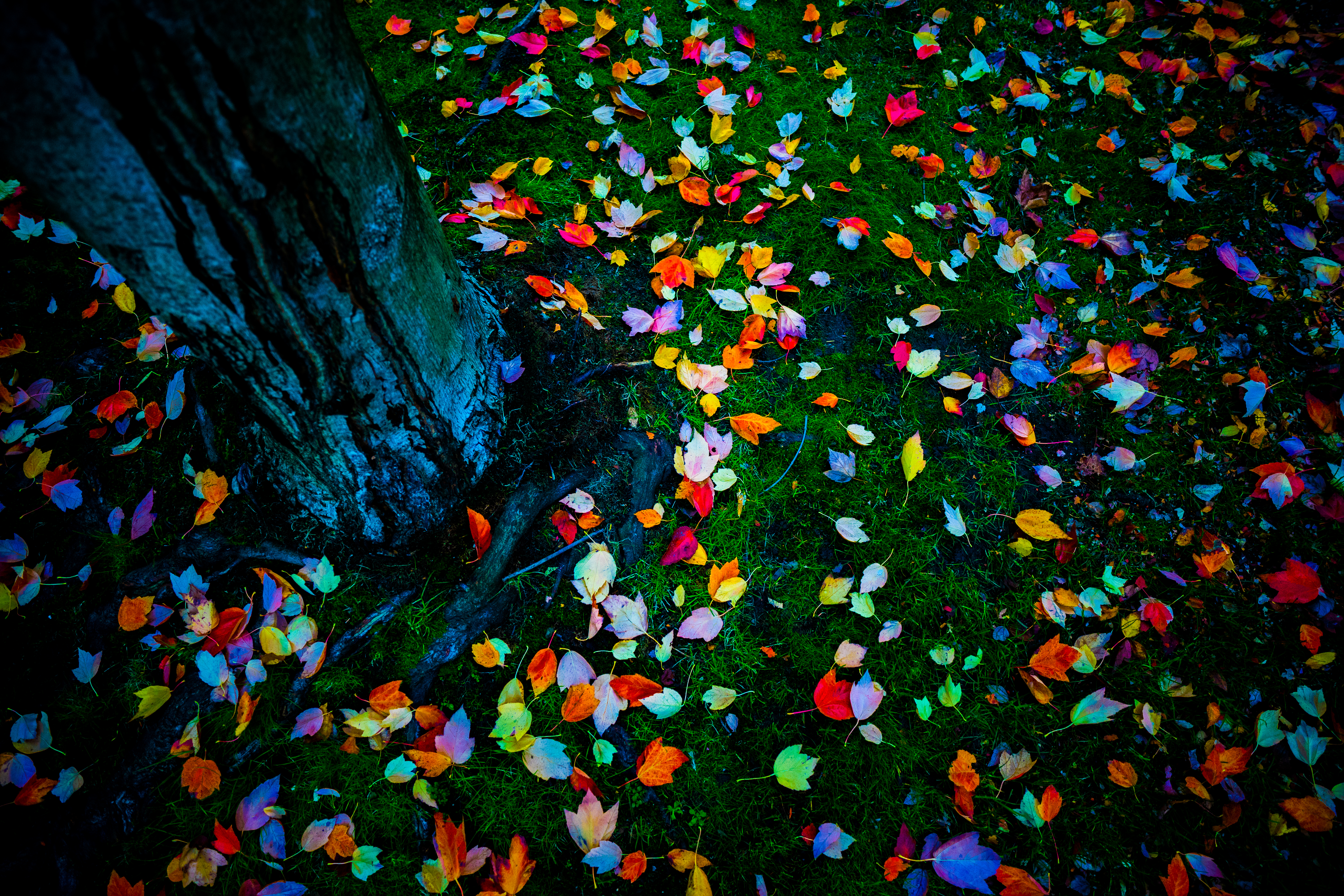 fallen leaves - バンクーバーでふと見た落ち葉の色とりどり