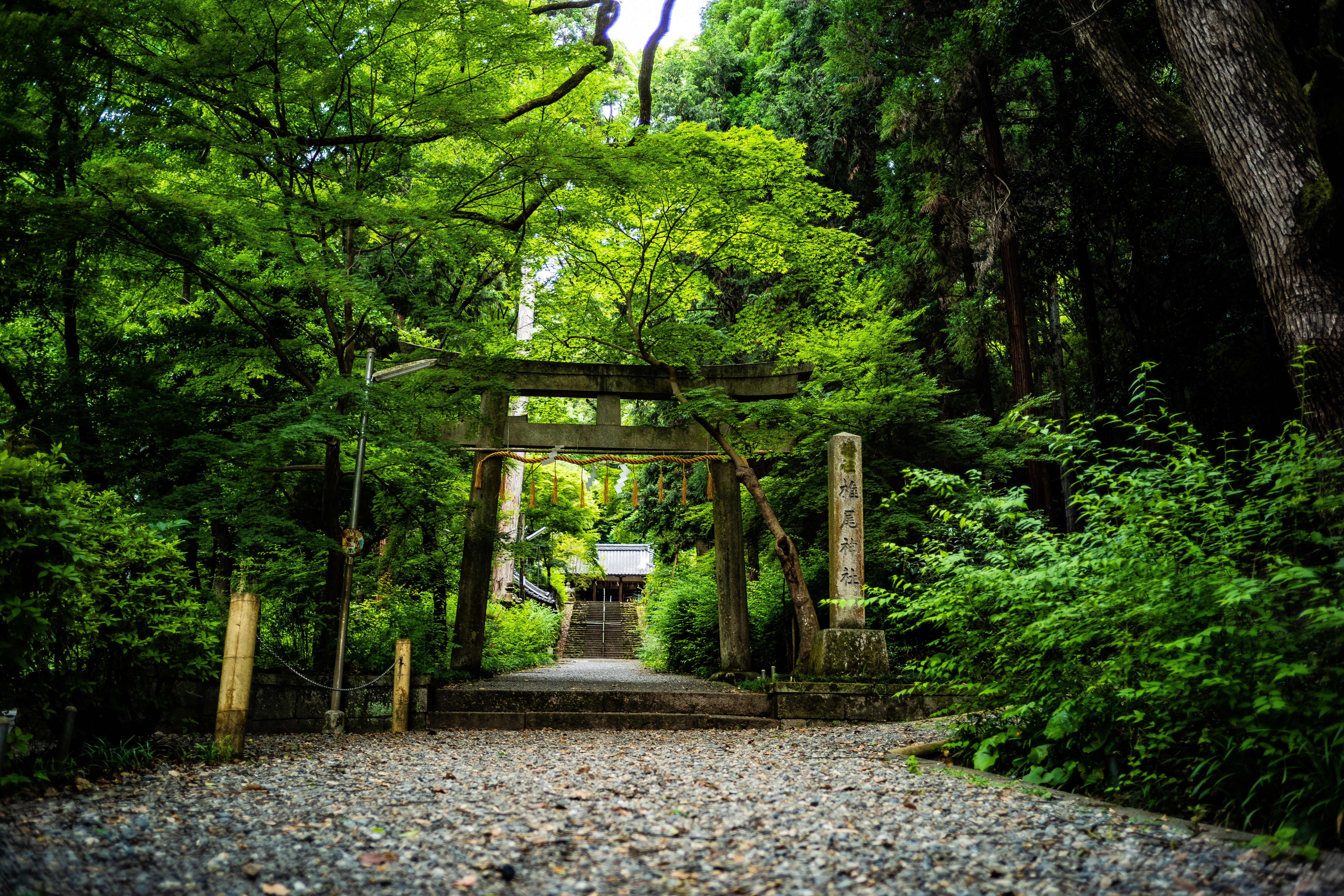gate - 新緑と石鳥居