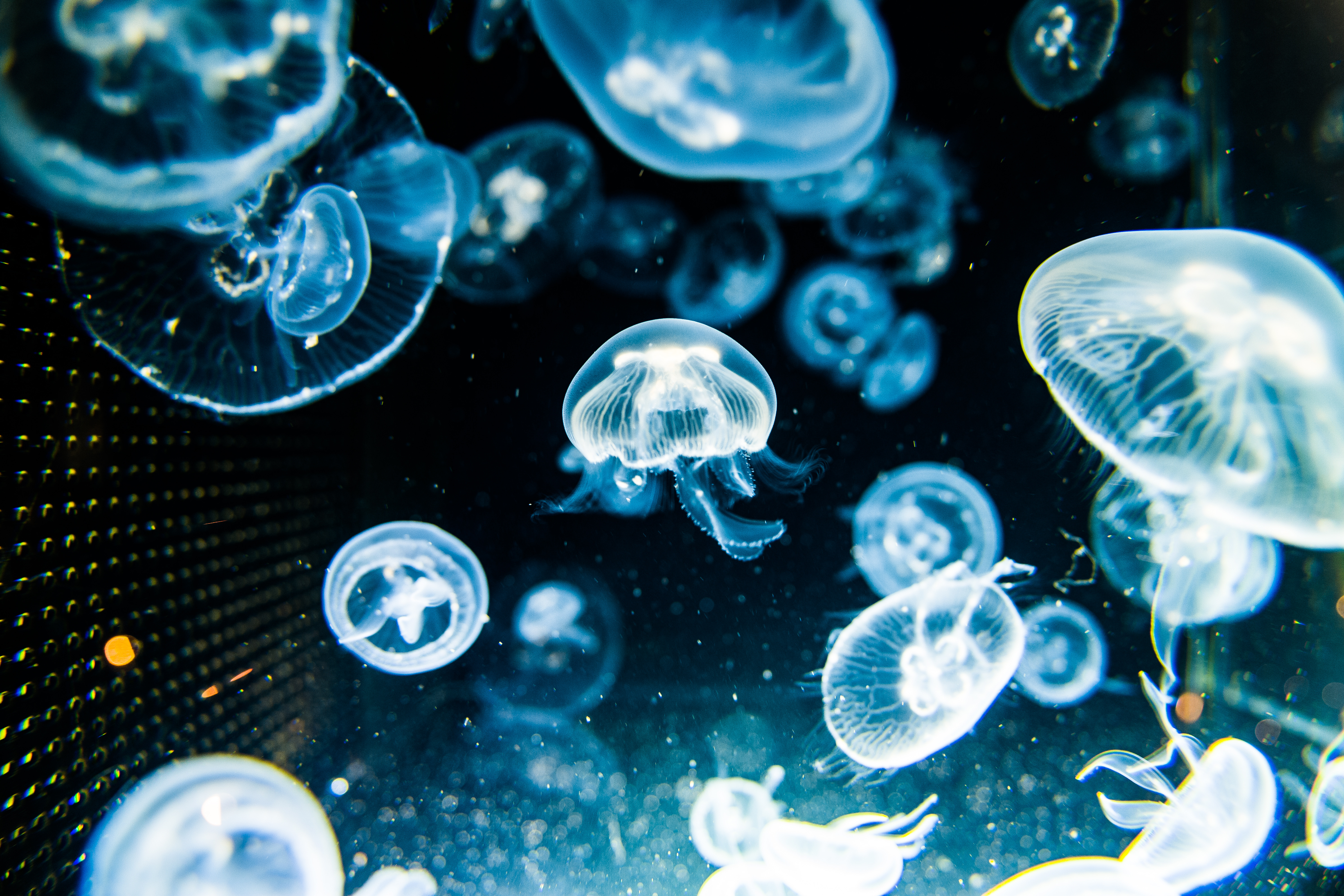 jellyfish - 海月いつか飼ってみたい。