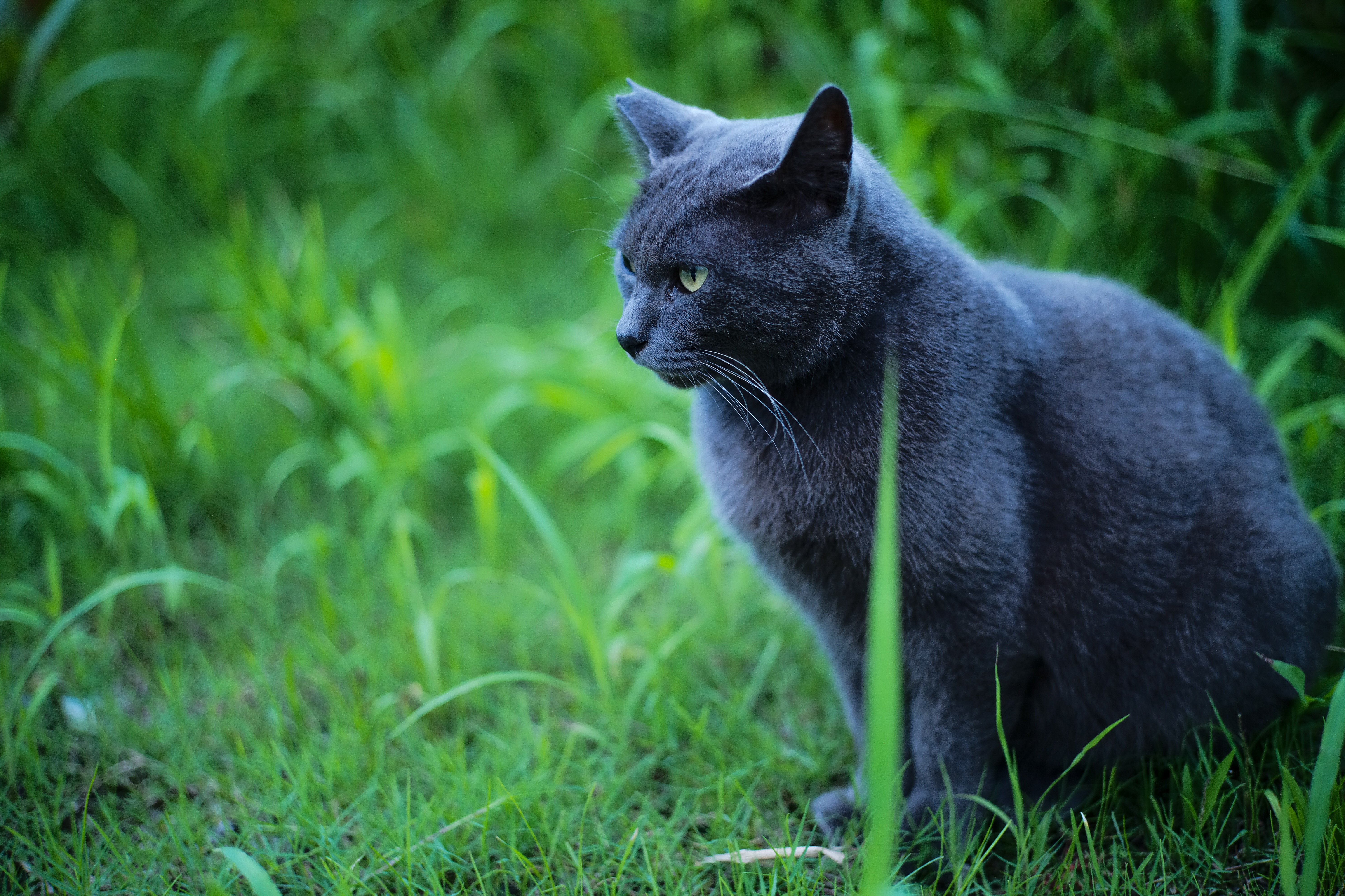 stray cat - 野良猫黒猫