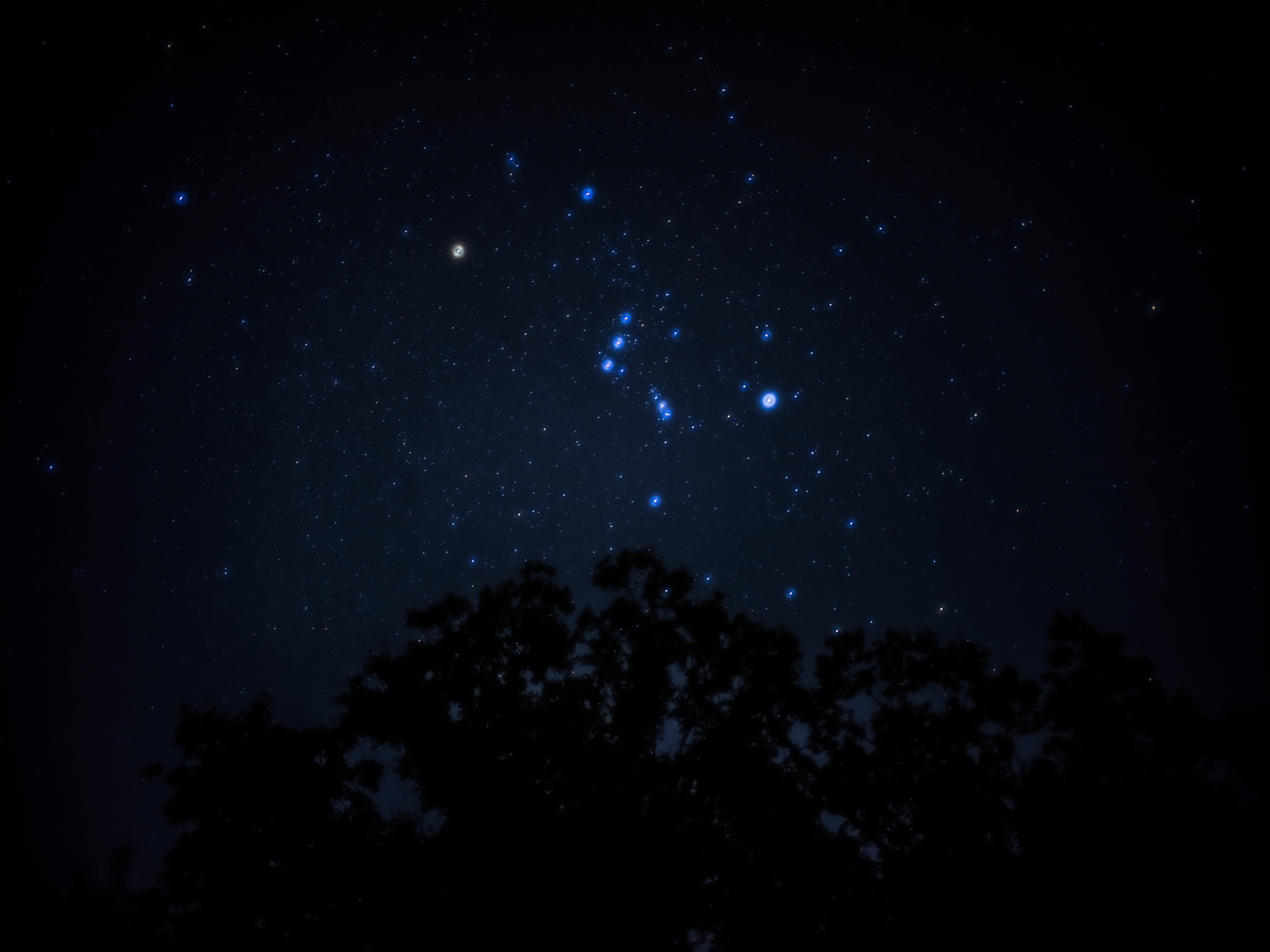 Orion Tree - 木に架かるオリオンと、星のうつくしさ。