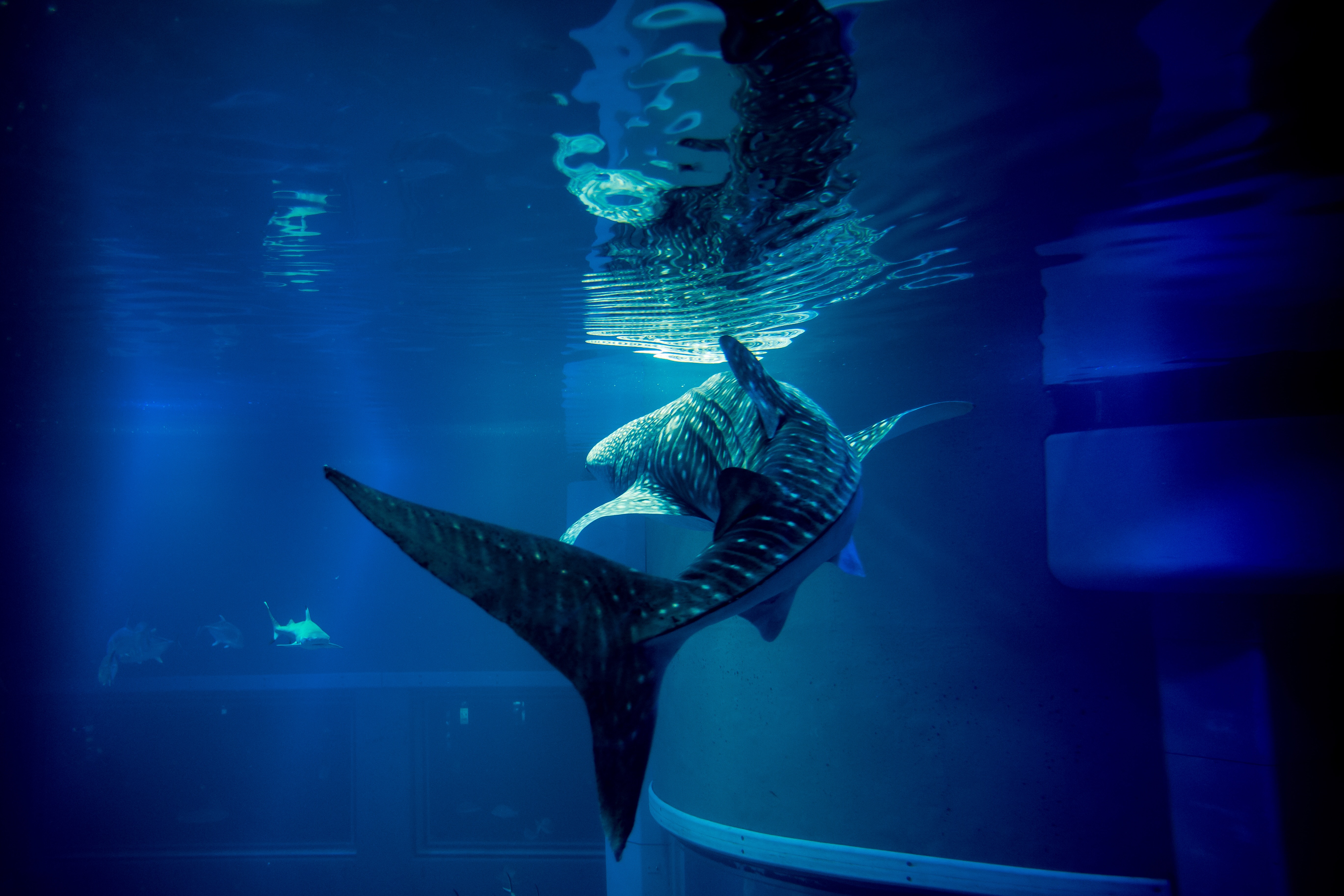 Whale shark - ジンベエザメ
