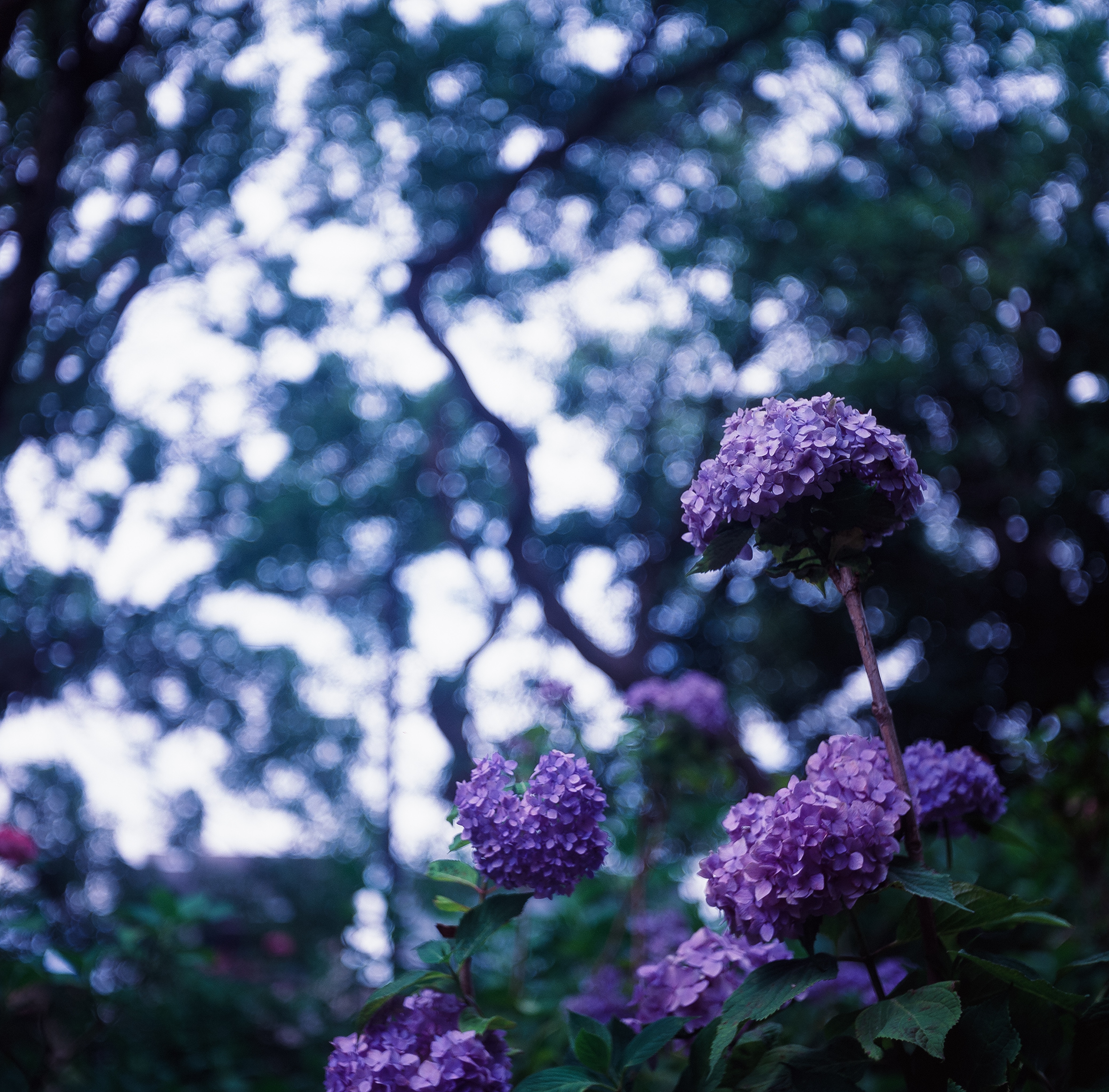 hydrangea - 中版フィルムで紫陽花を