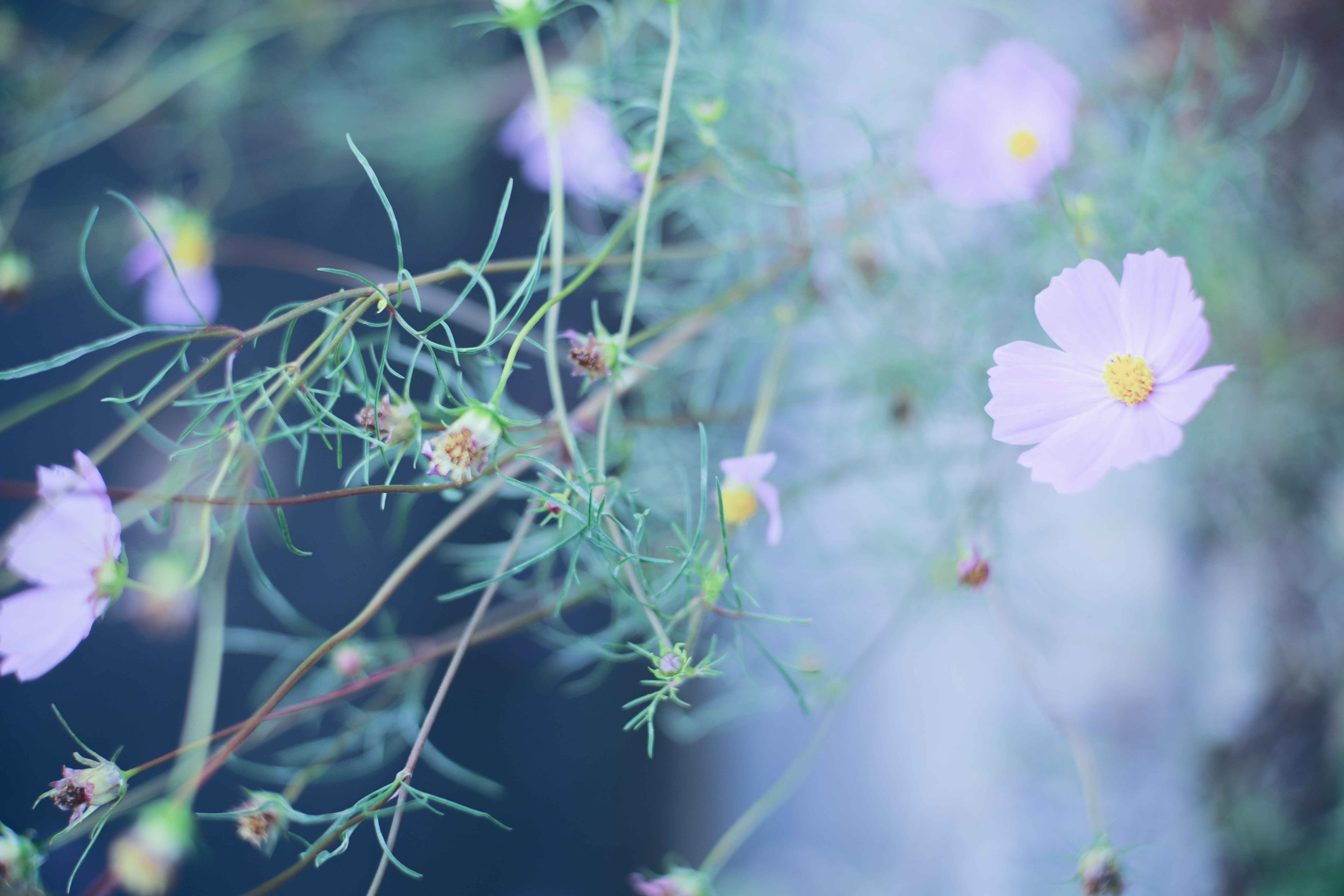 秋桜