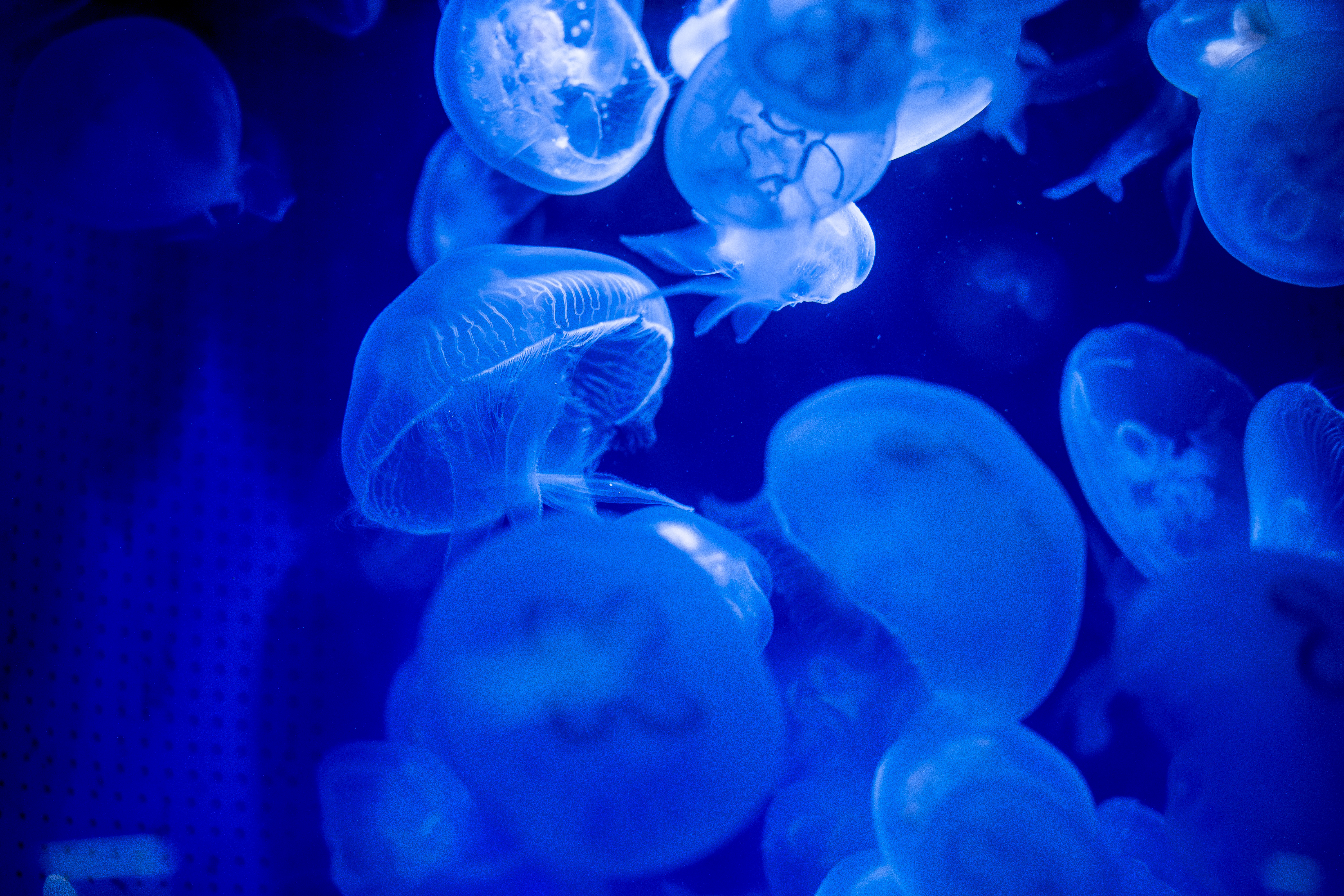 jellyfish