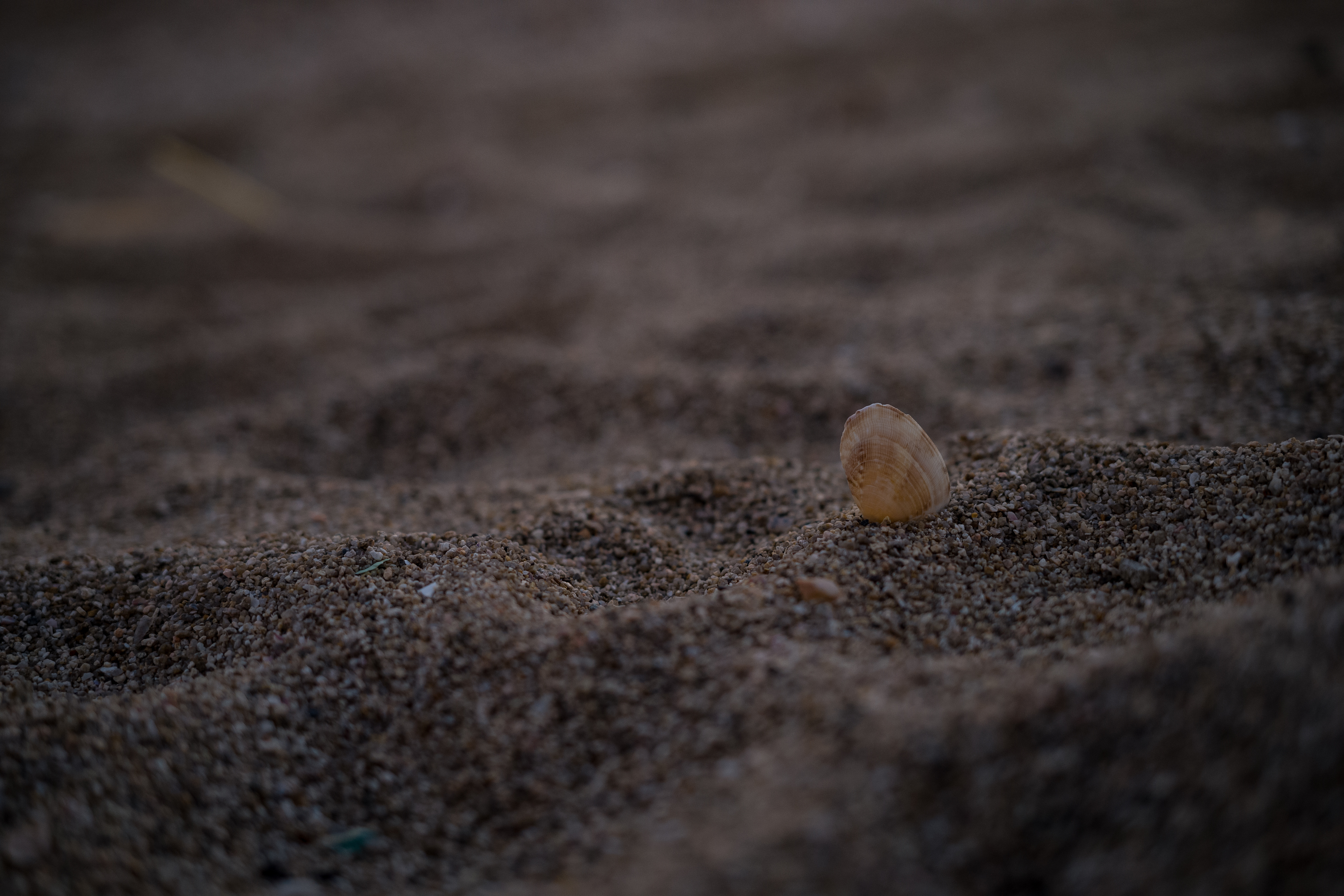 CRUM SHELL