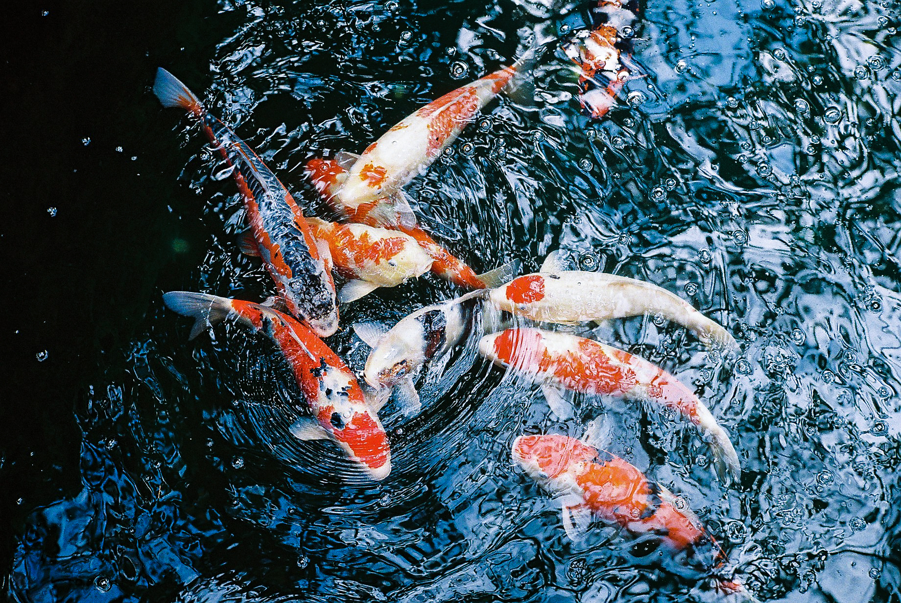 nishiki