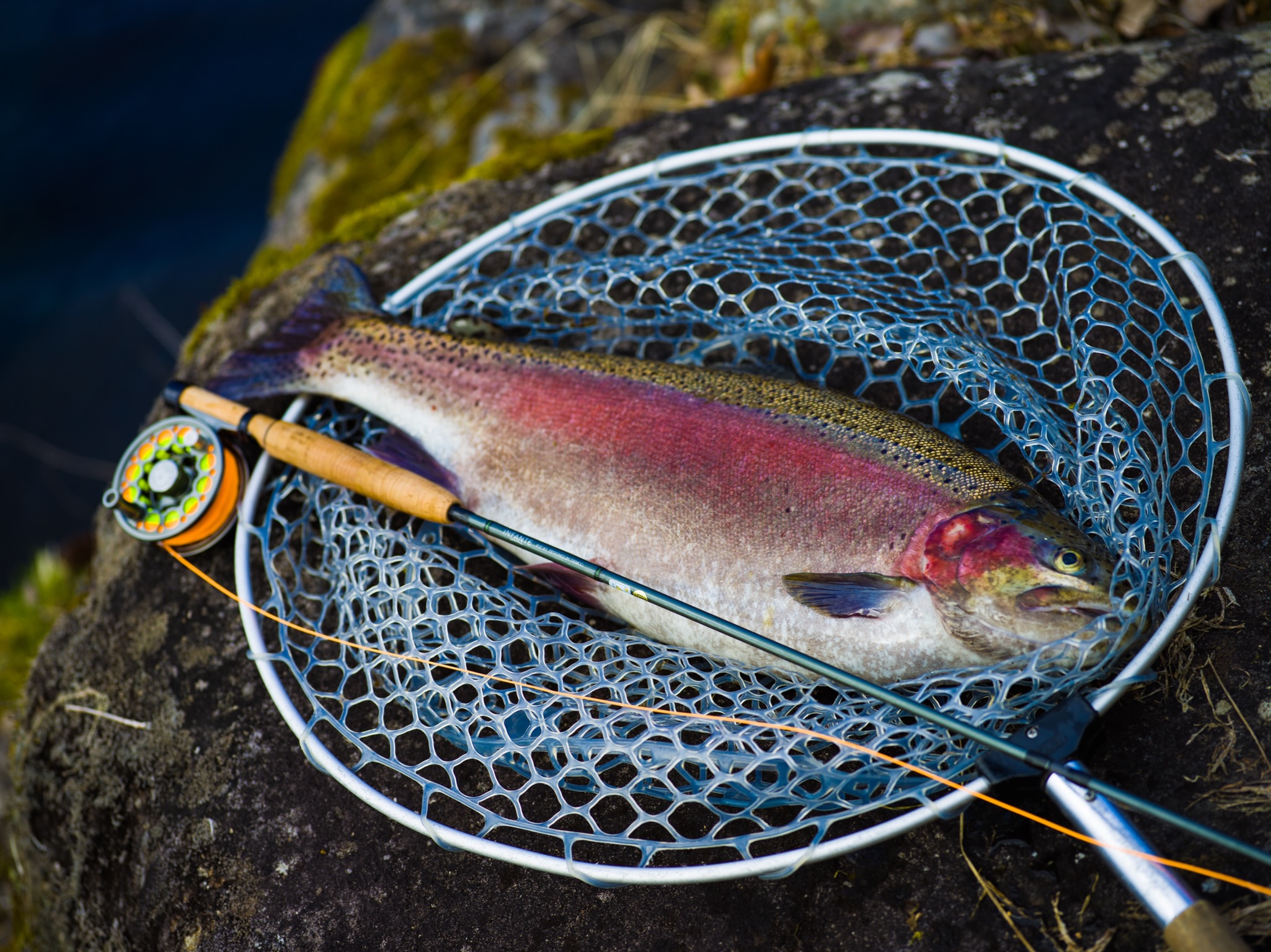 Rainbow Trout