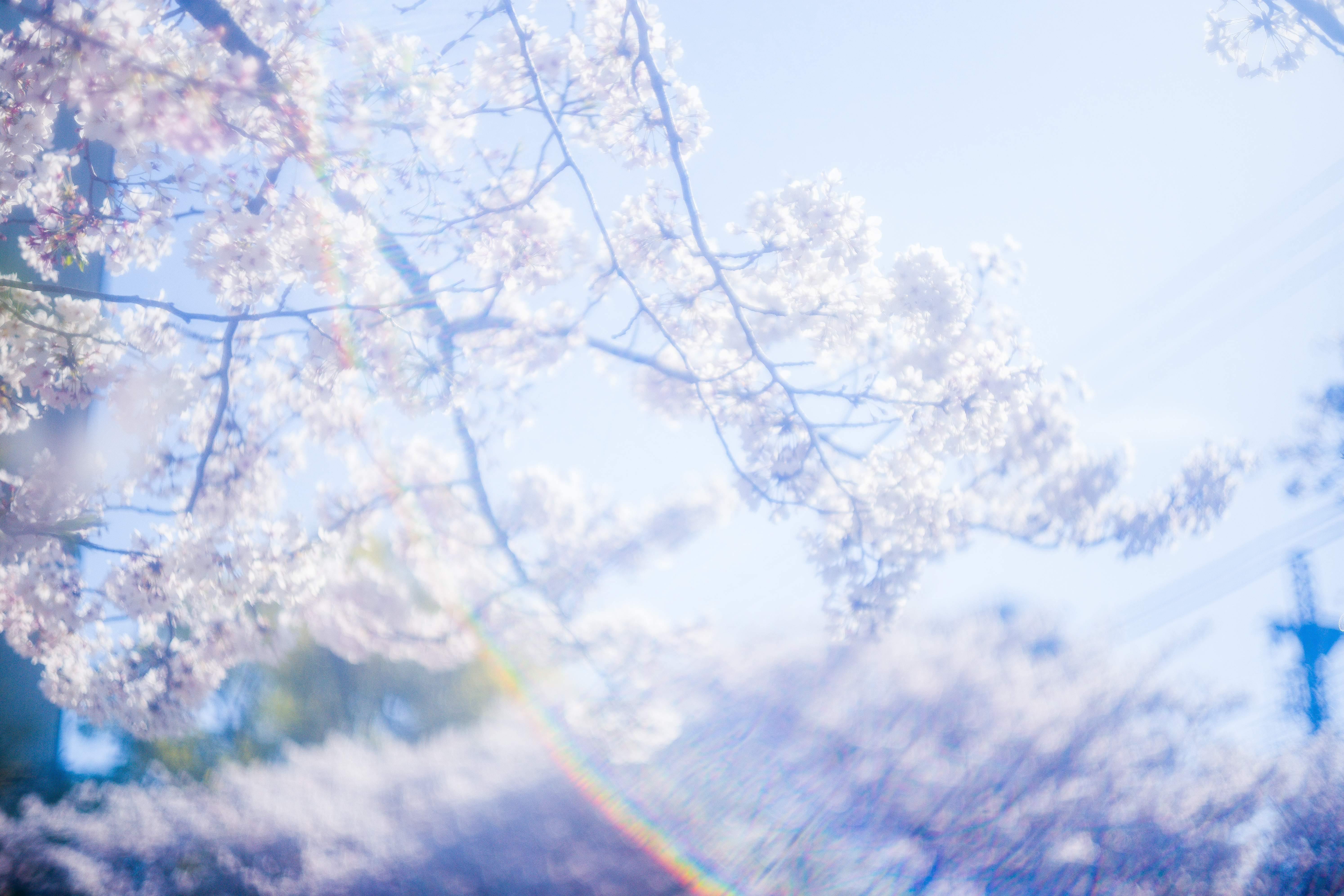 sakura daydream - ただ綺麗だけじゃない桜を撮りたくて