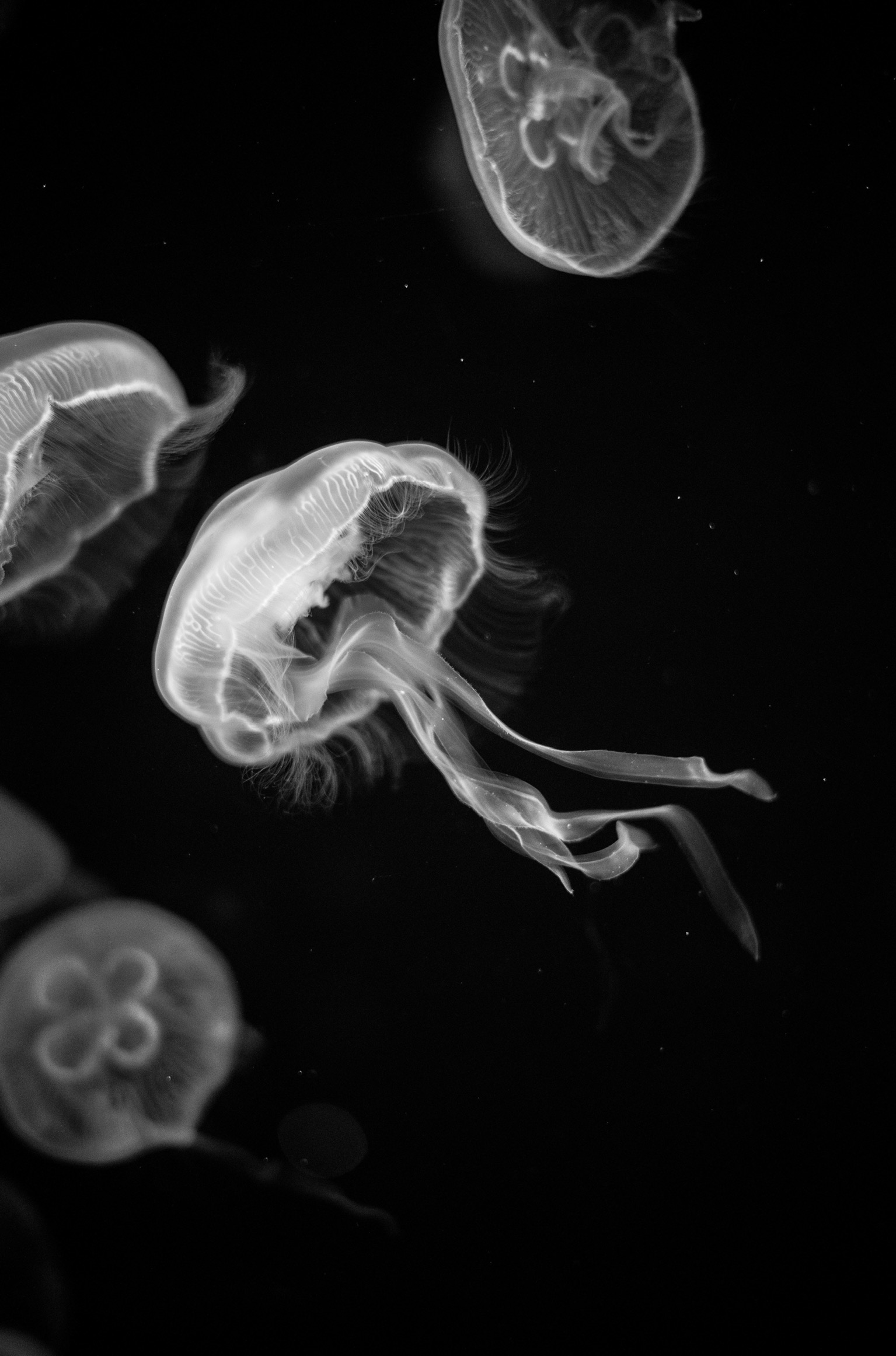 jellyfish monochrome - モノクロームに透ける海月を撮りたくて