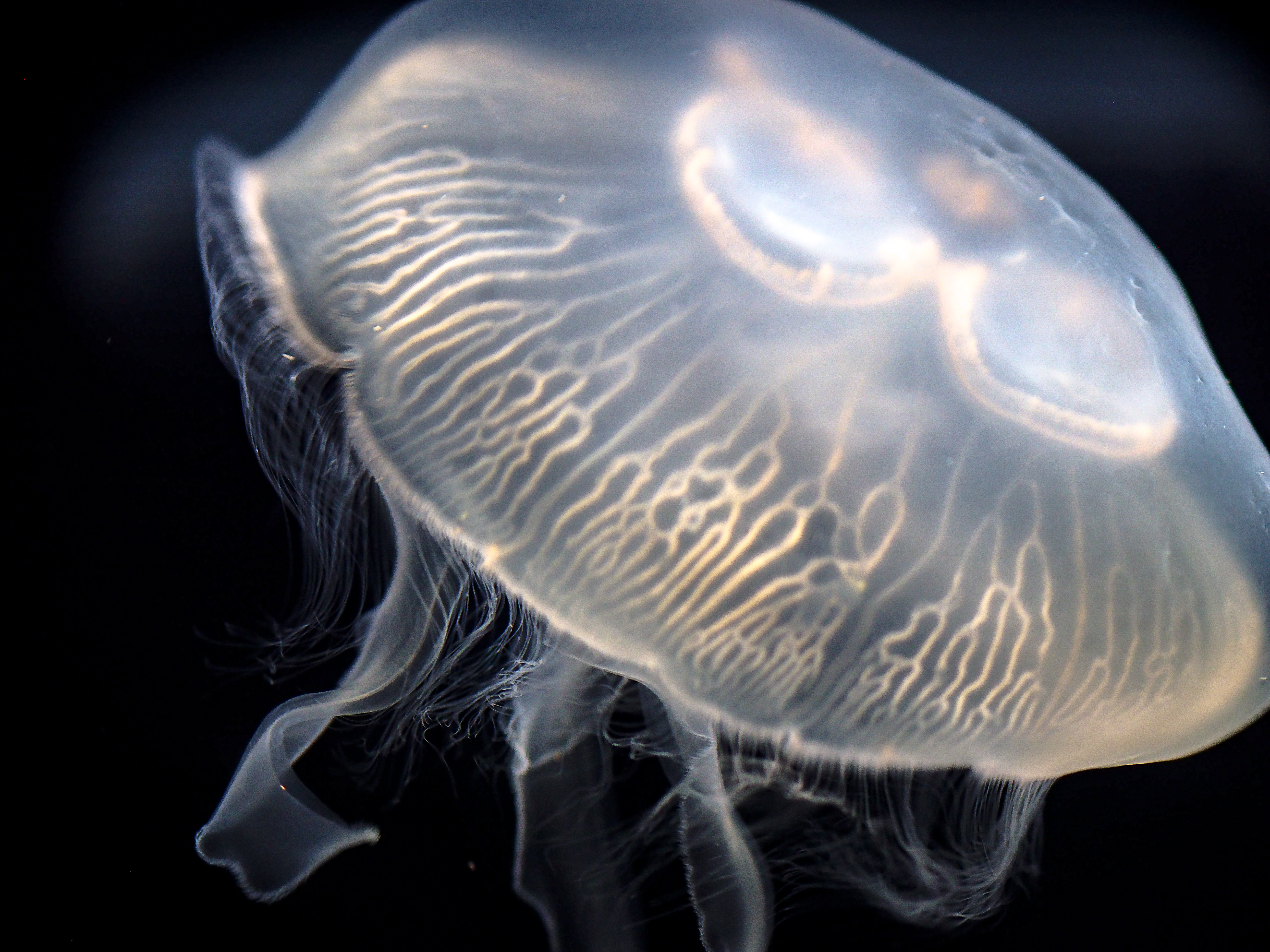 jellyfish - ????