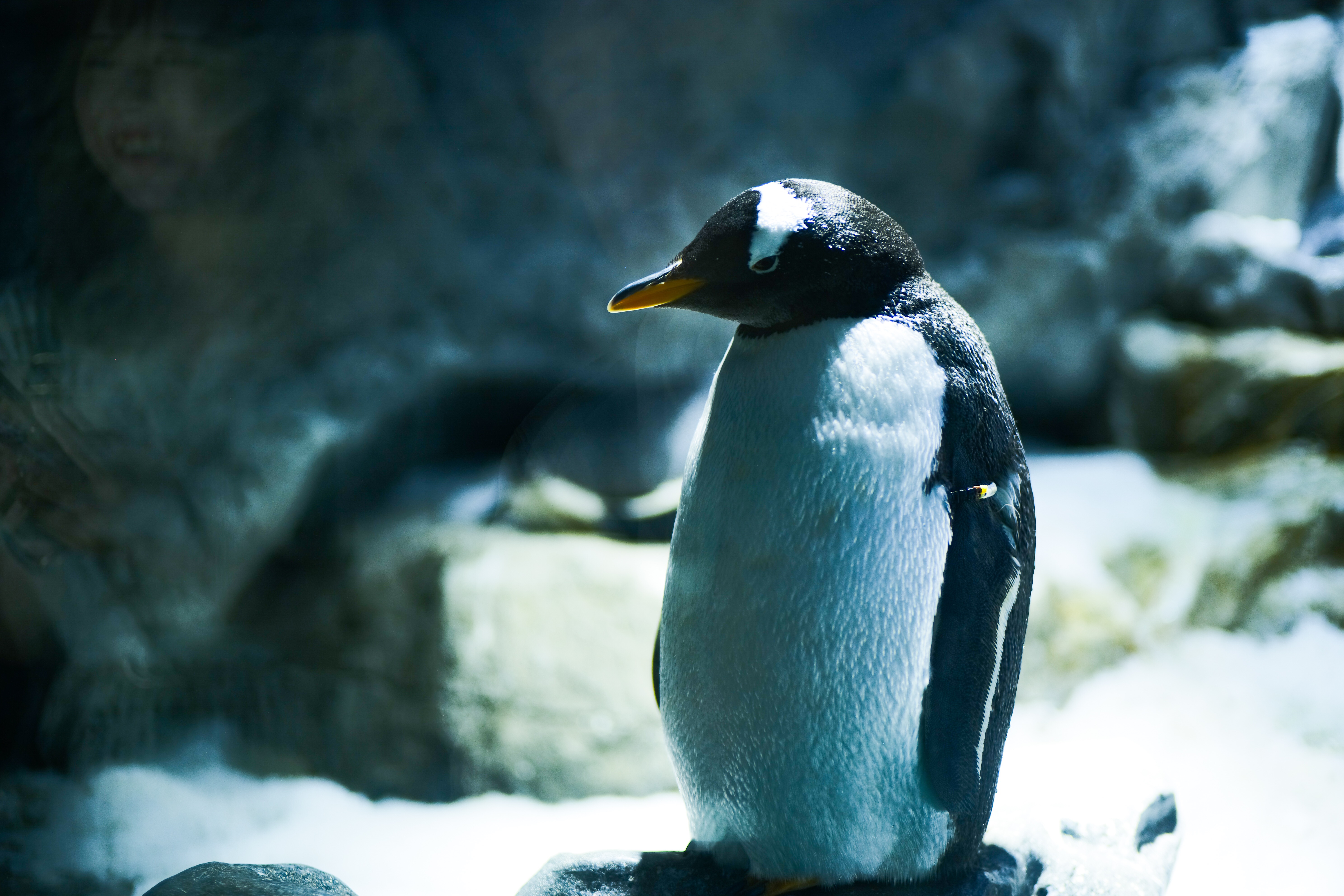 commit - 結果にコミットしそうなペンギン