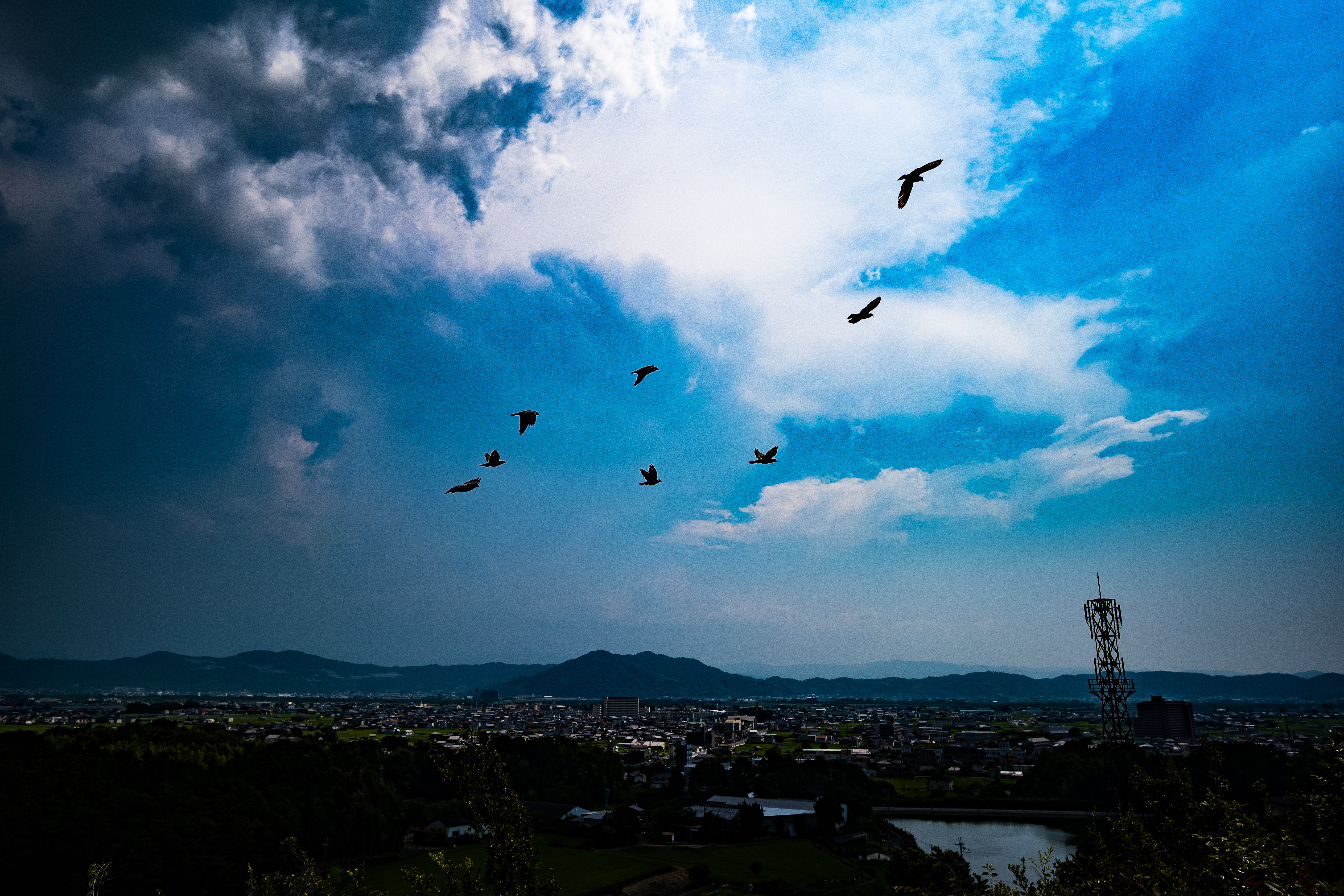 birds - 飛ぶ鳥を広角で。