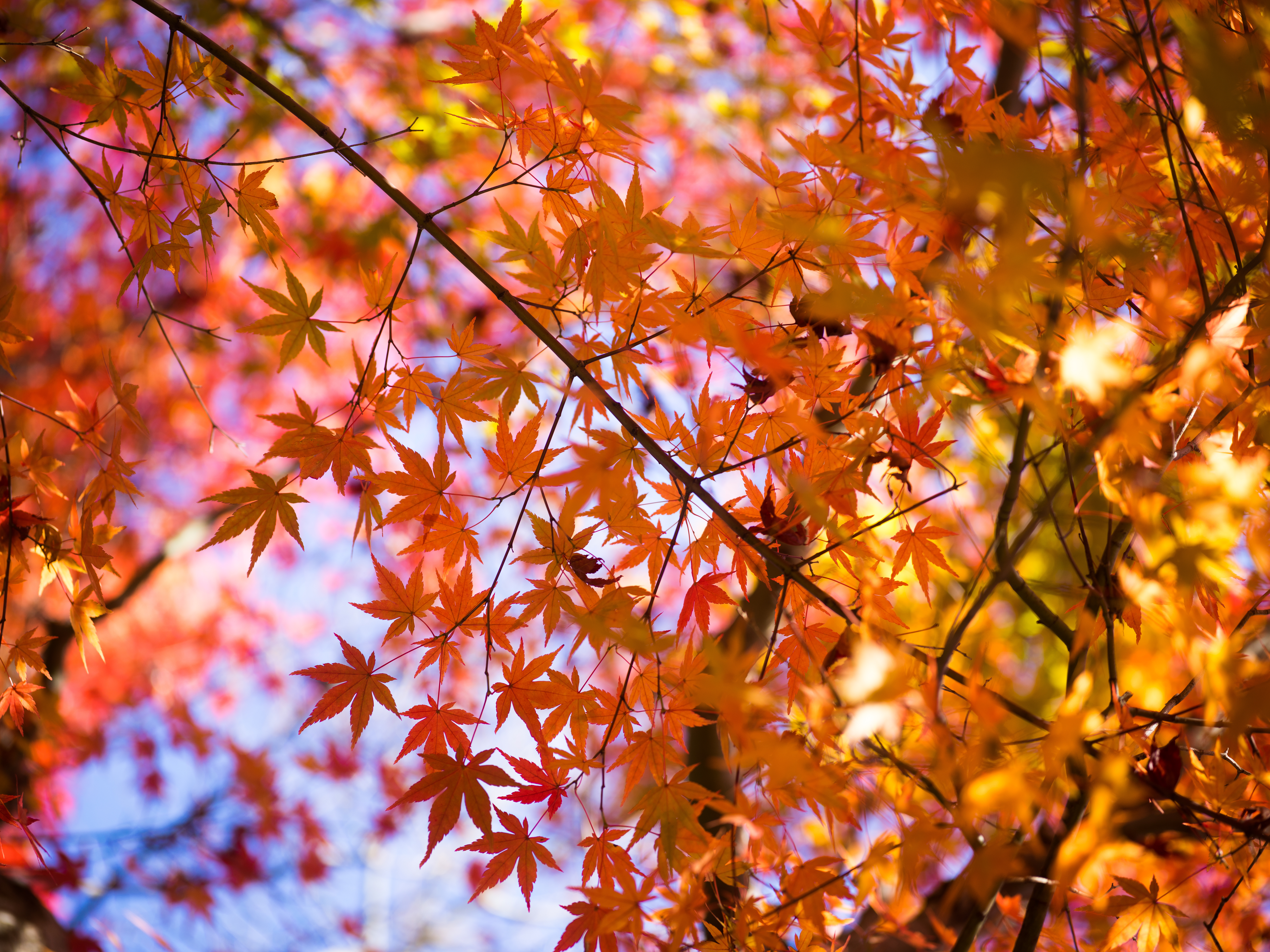 Autumn leaves - 生駒山上