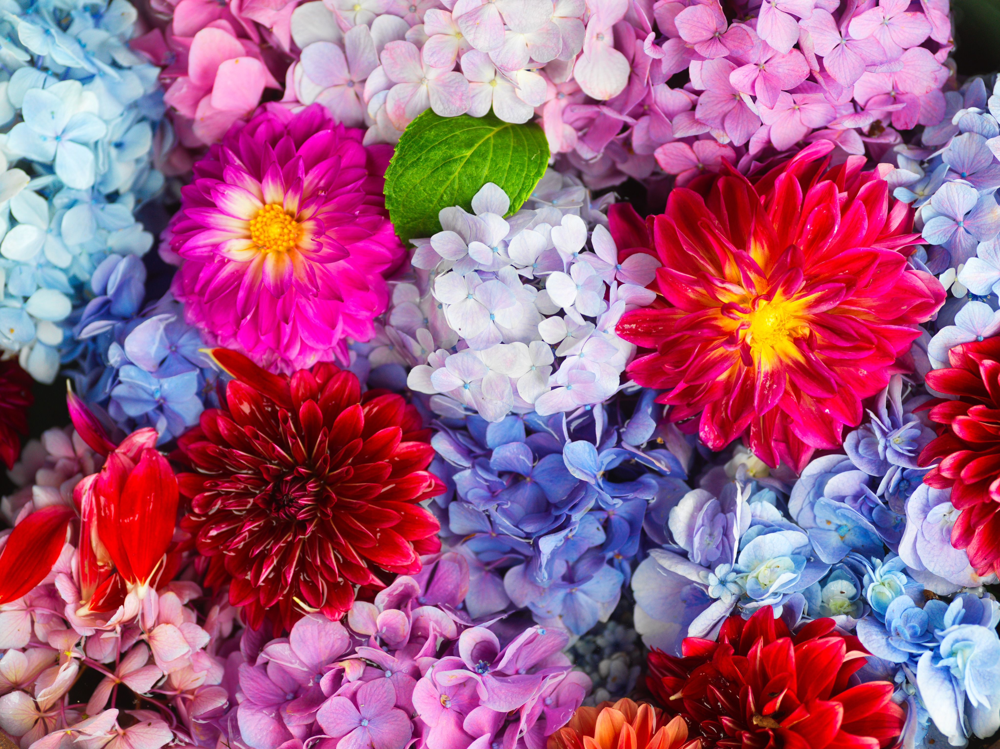 Brilliant color - 花手水