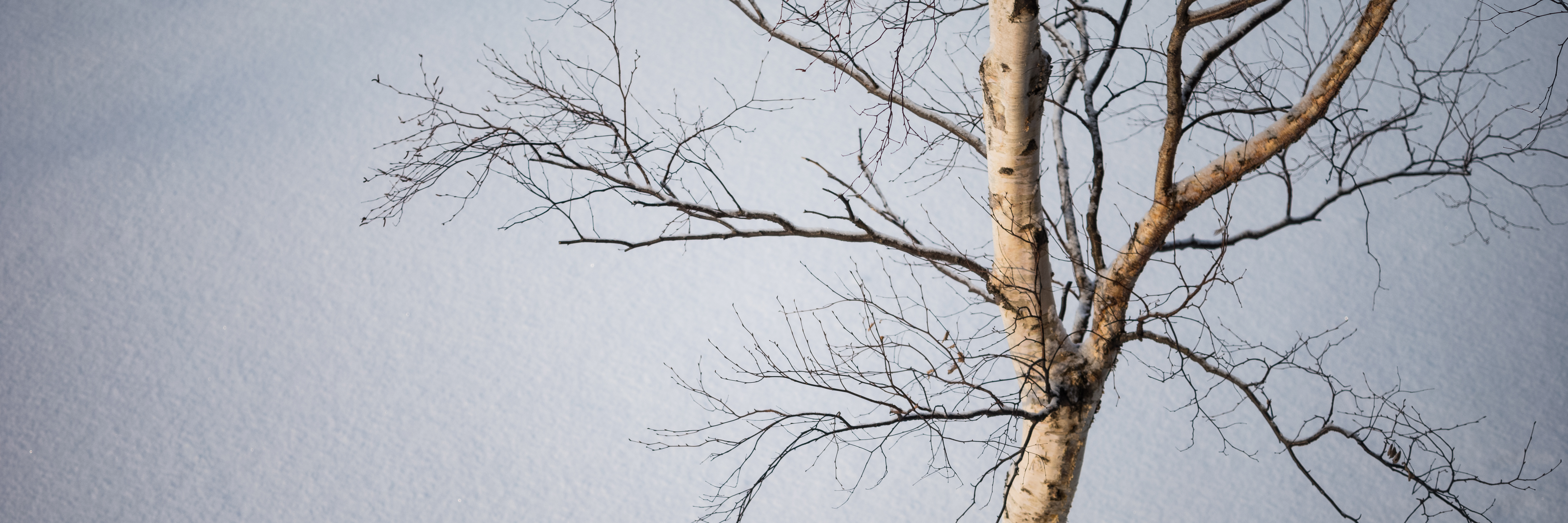 tree and snow - ルスツのWestinから見えた景色