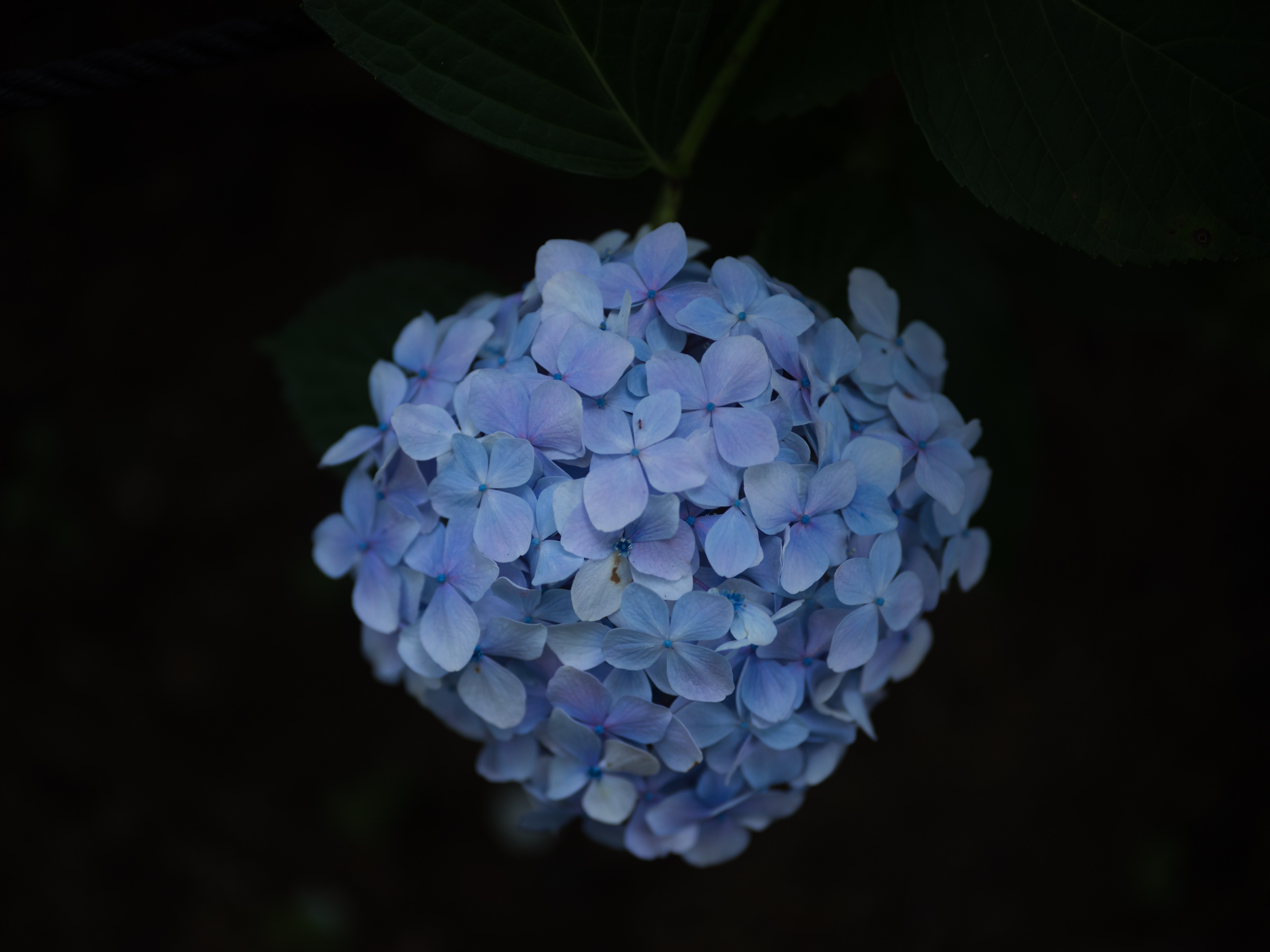 紫陽花 - ある雨の日