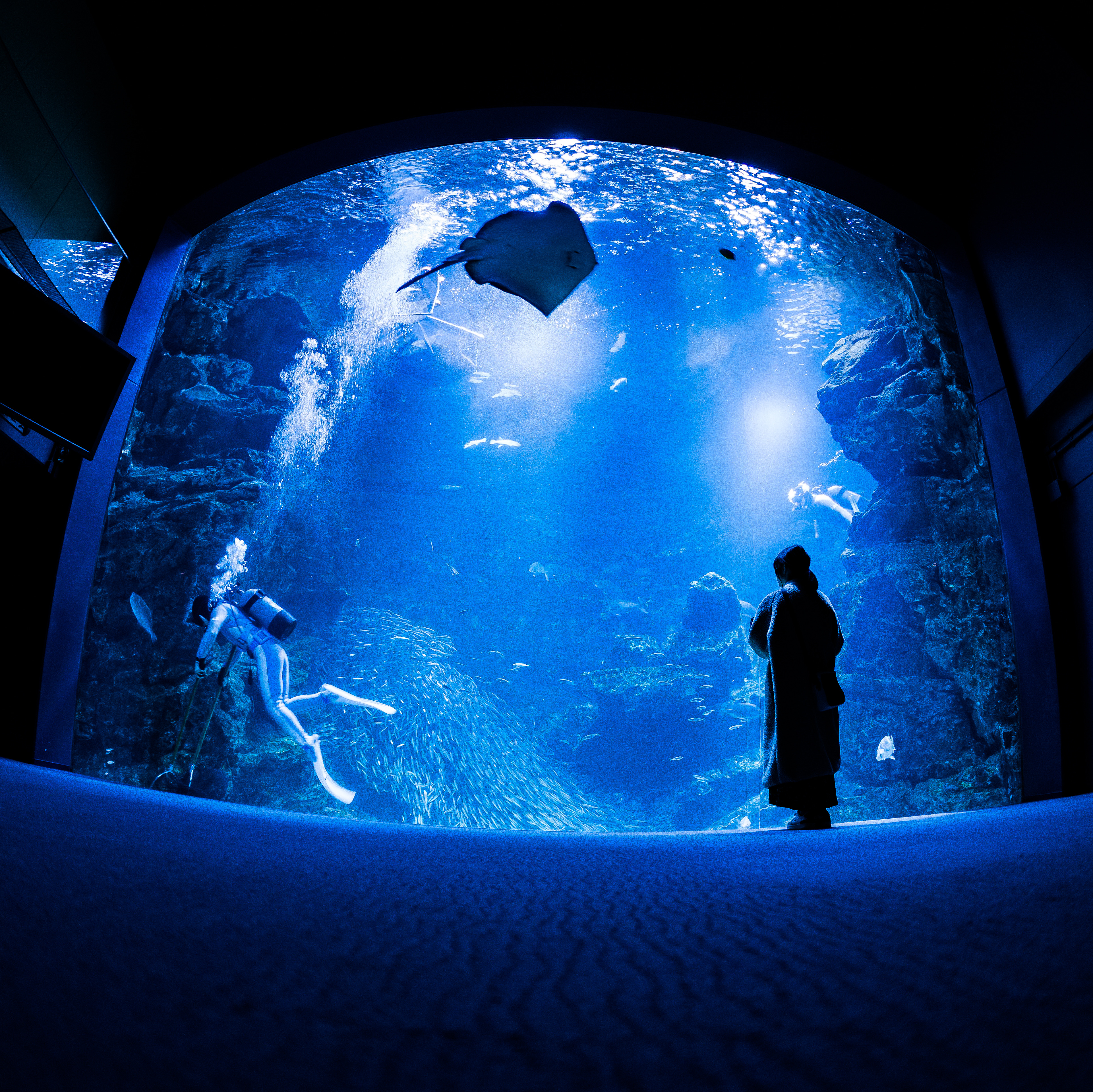 Aquarium - ダイバー、エイ、それを見る女の人の三角構図が綺麗で。