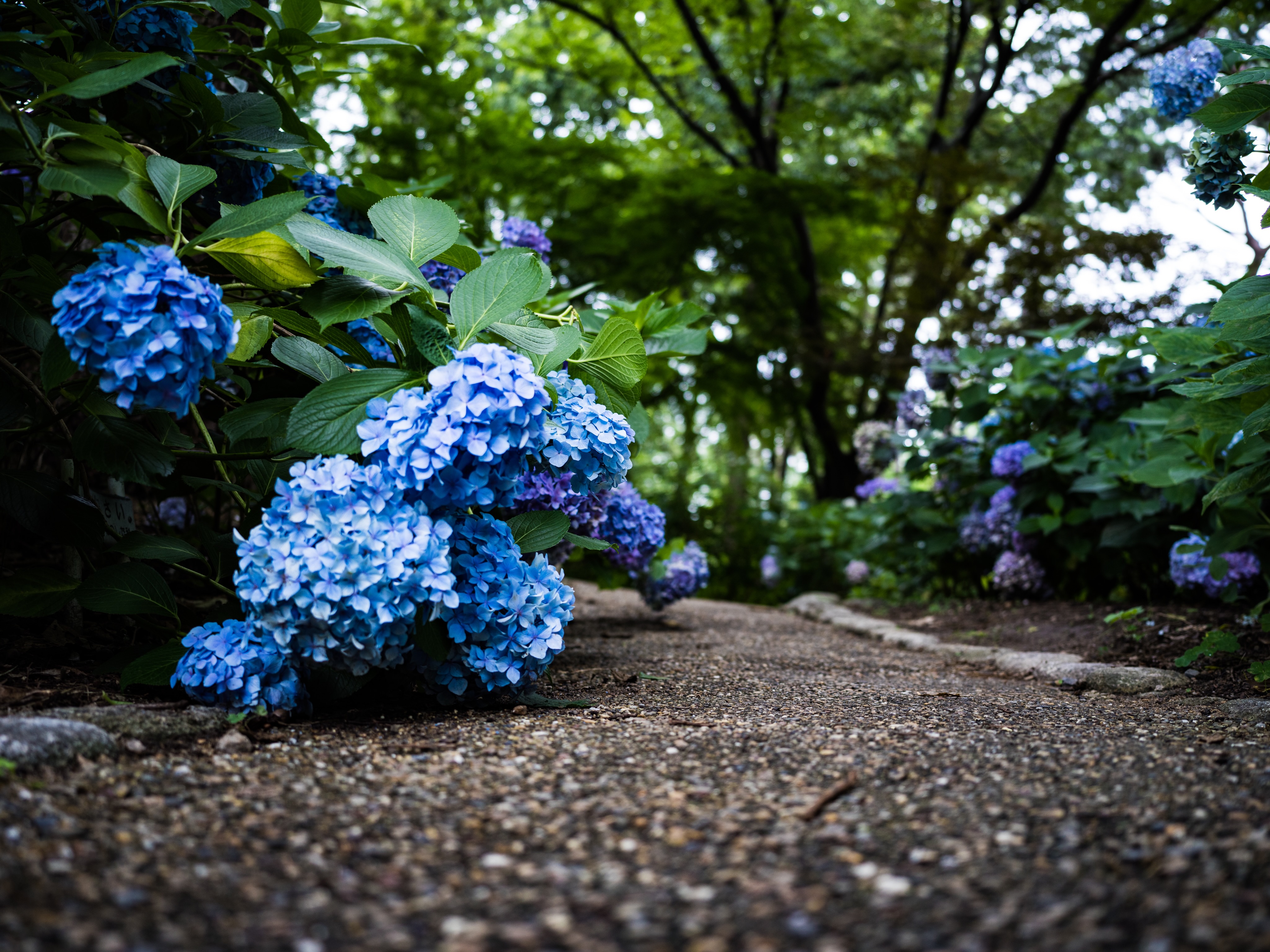 hydrangea - ある雨の日