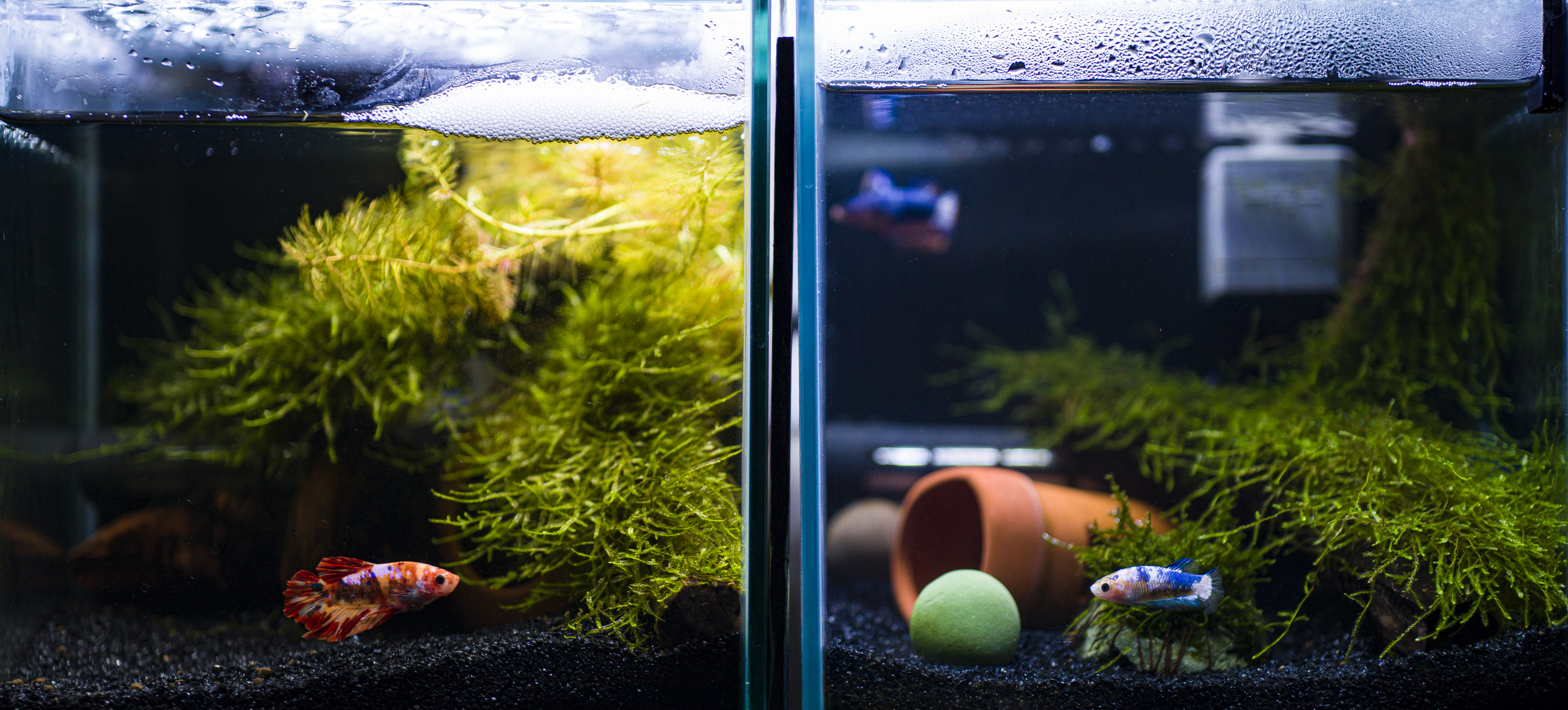 Desktop Aquarium - 姫ベタを飼い始めました。