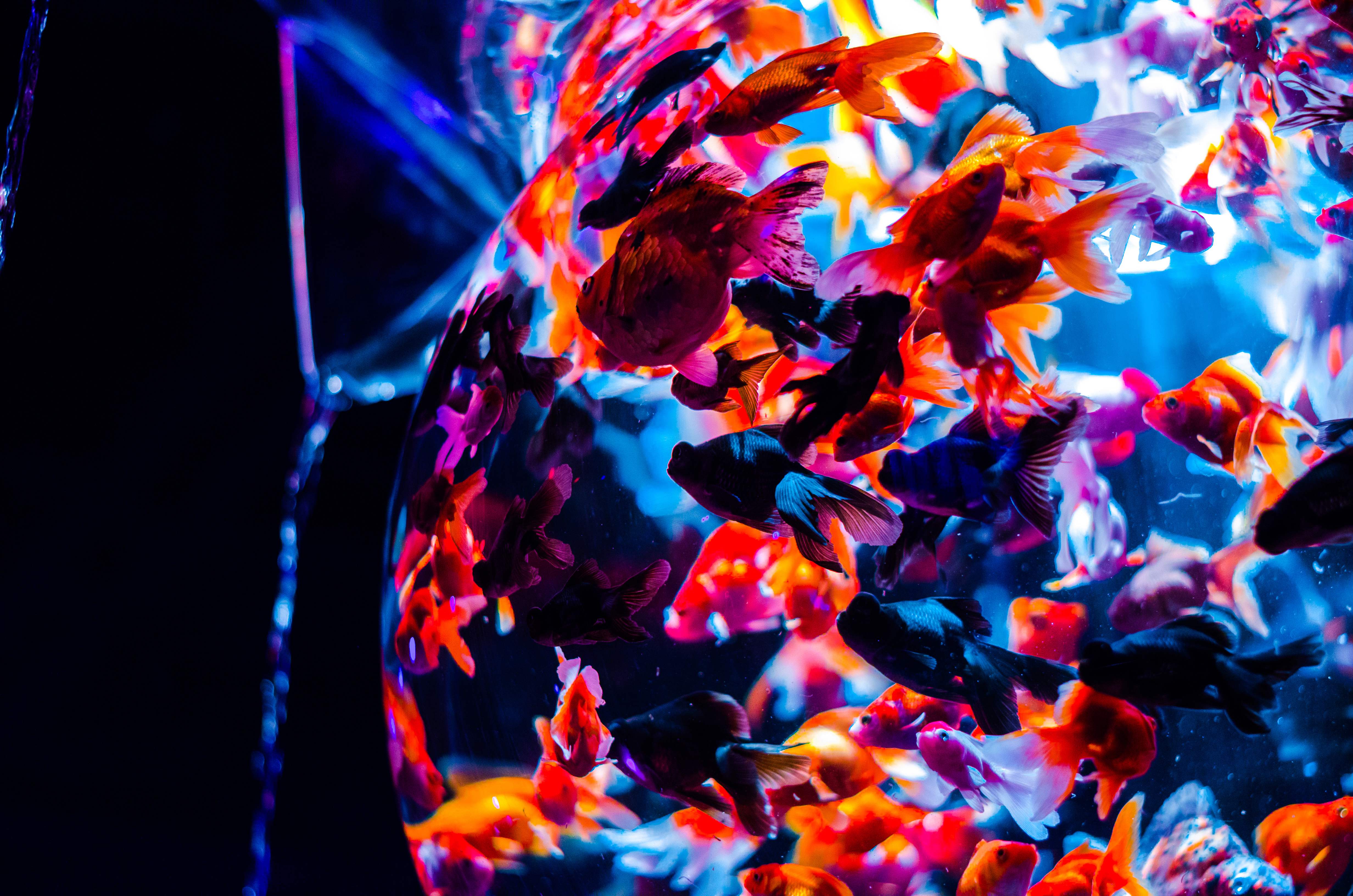 fishbowl - Art Aquarium