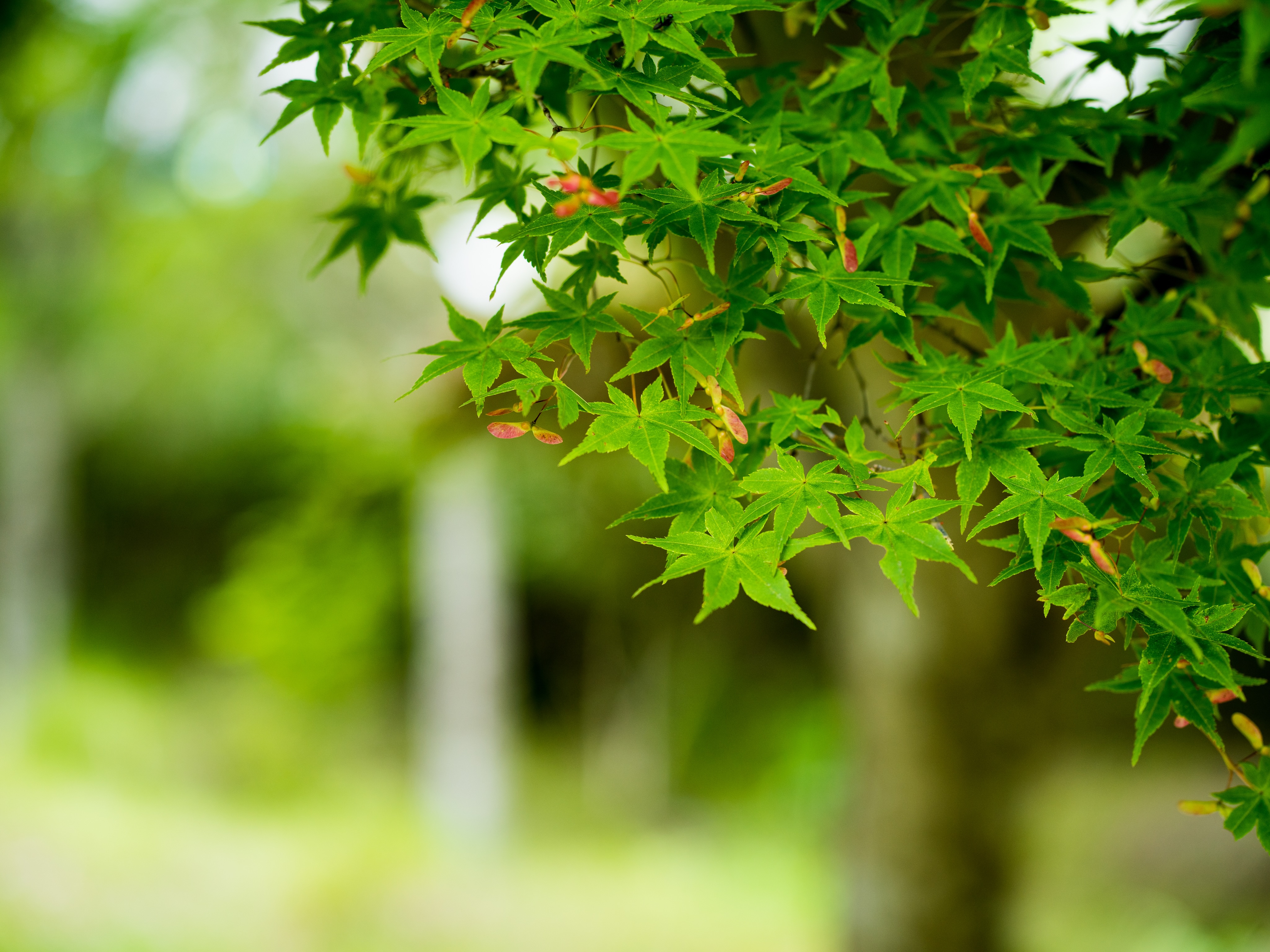 青紅葉