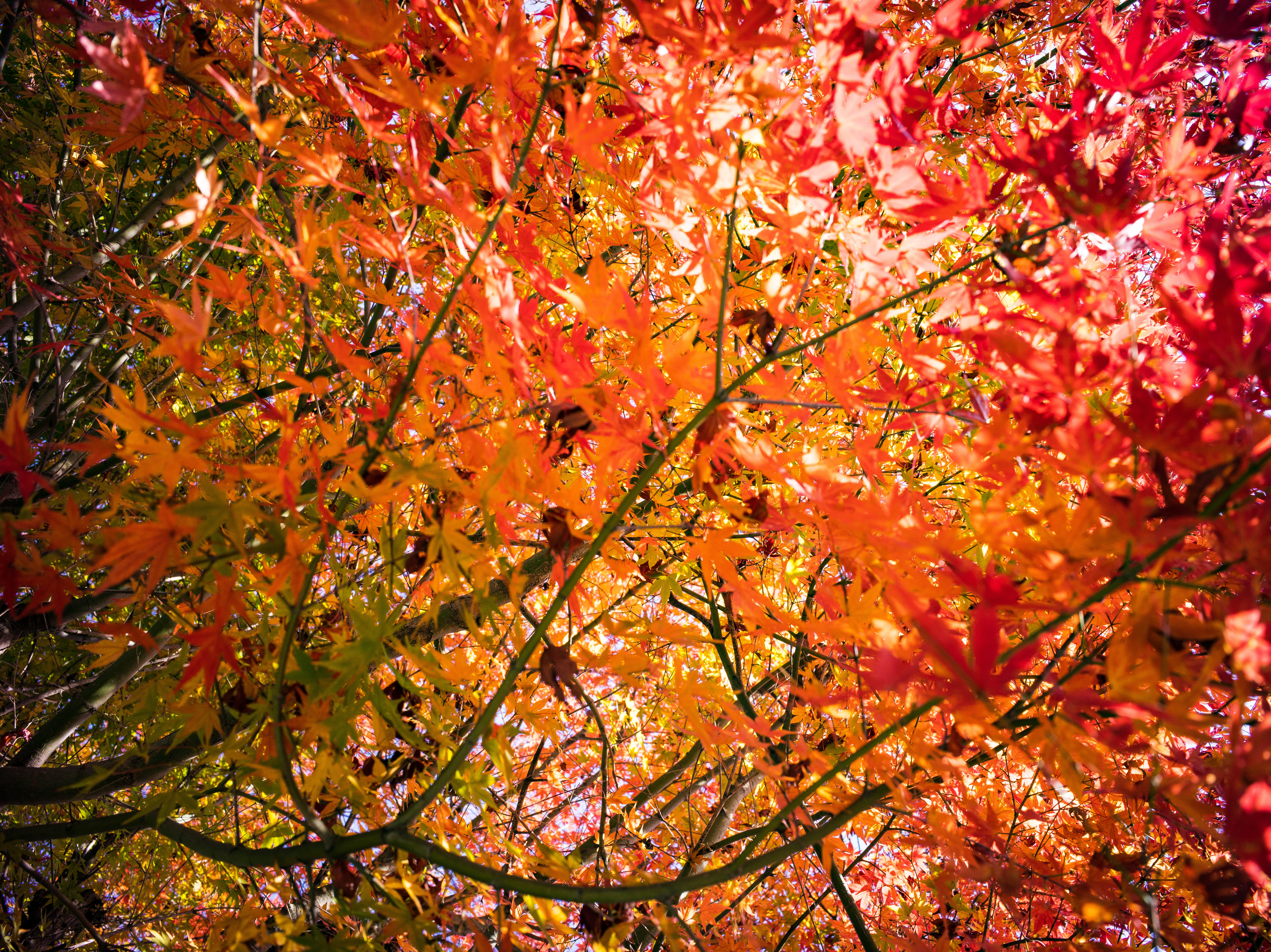 Autumn leaves - 秋色のグラデーション