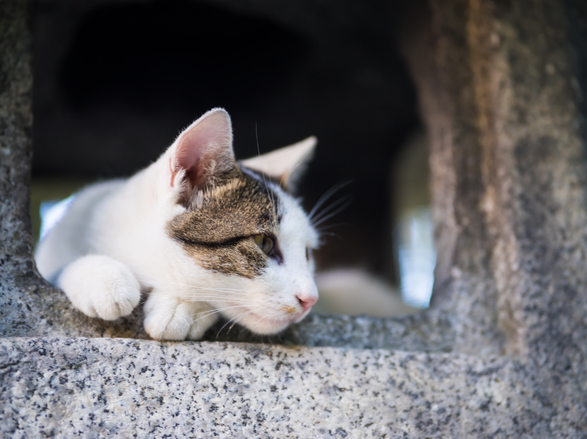 cat - 灯籠で避暑する猫