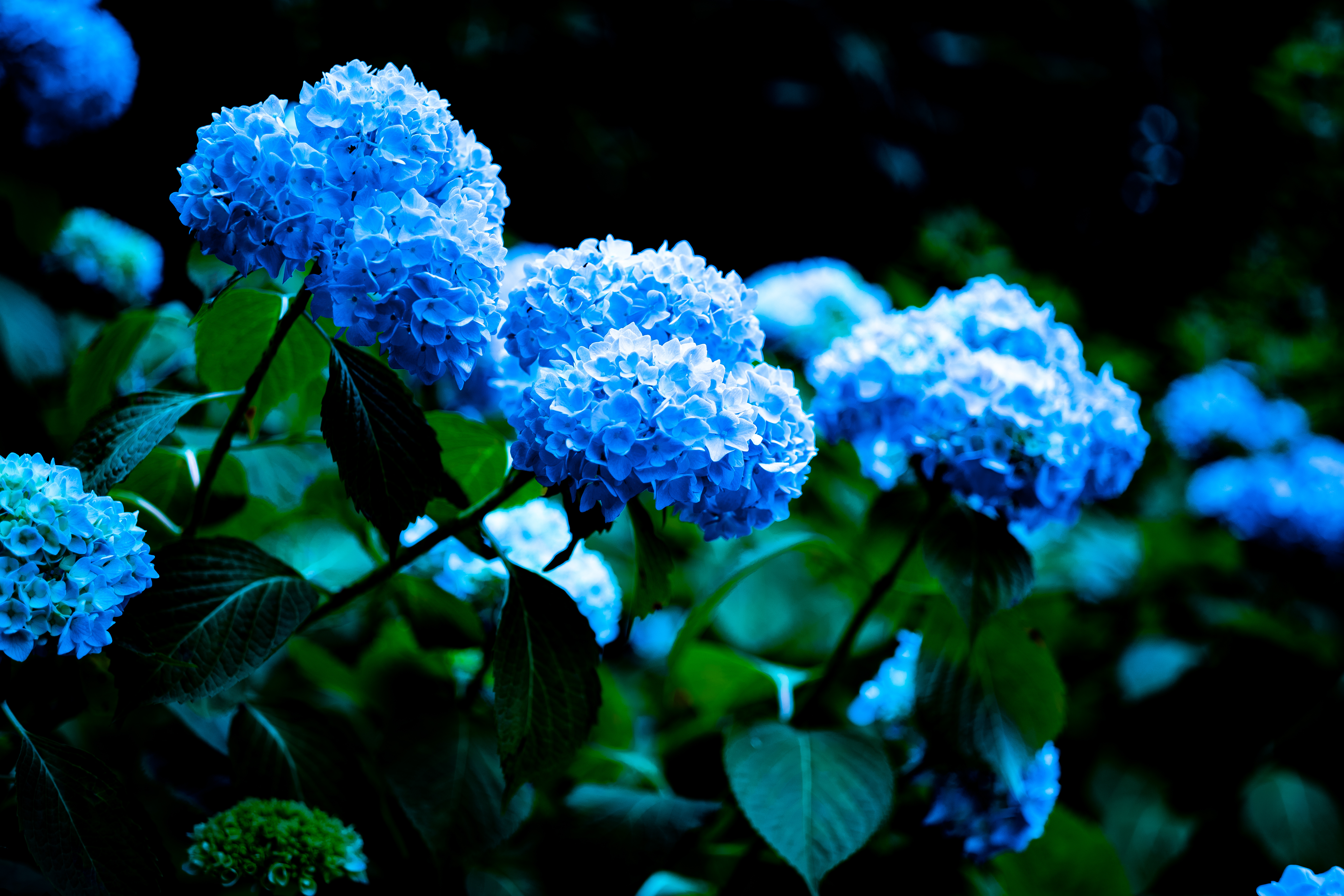 hydrangea - 山崎蒸留所の帰りに咲いていた紫陽花。