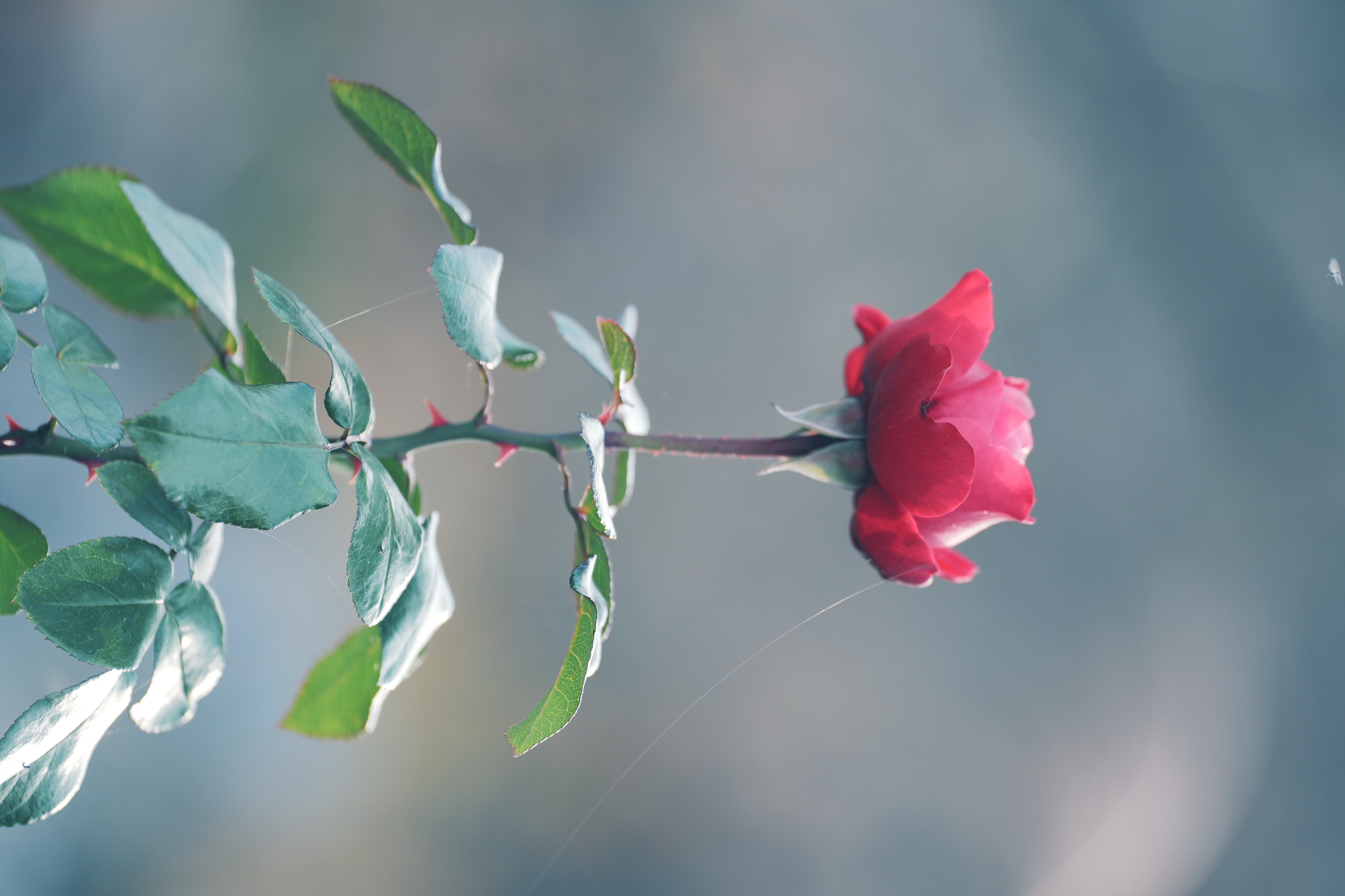 赤薔薇と蜘蛛の巣 - ローザンベリー多和田