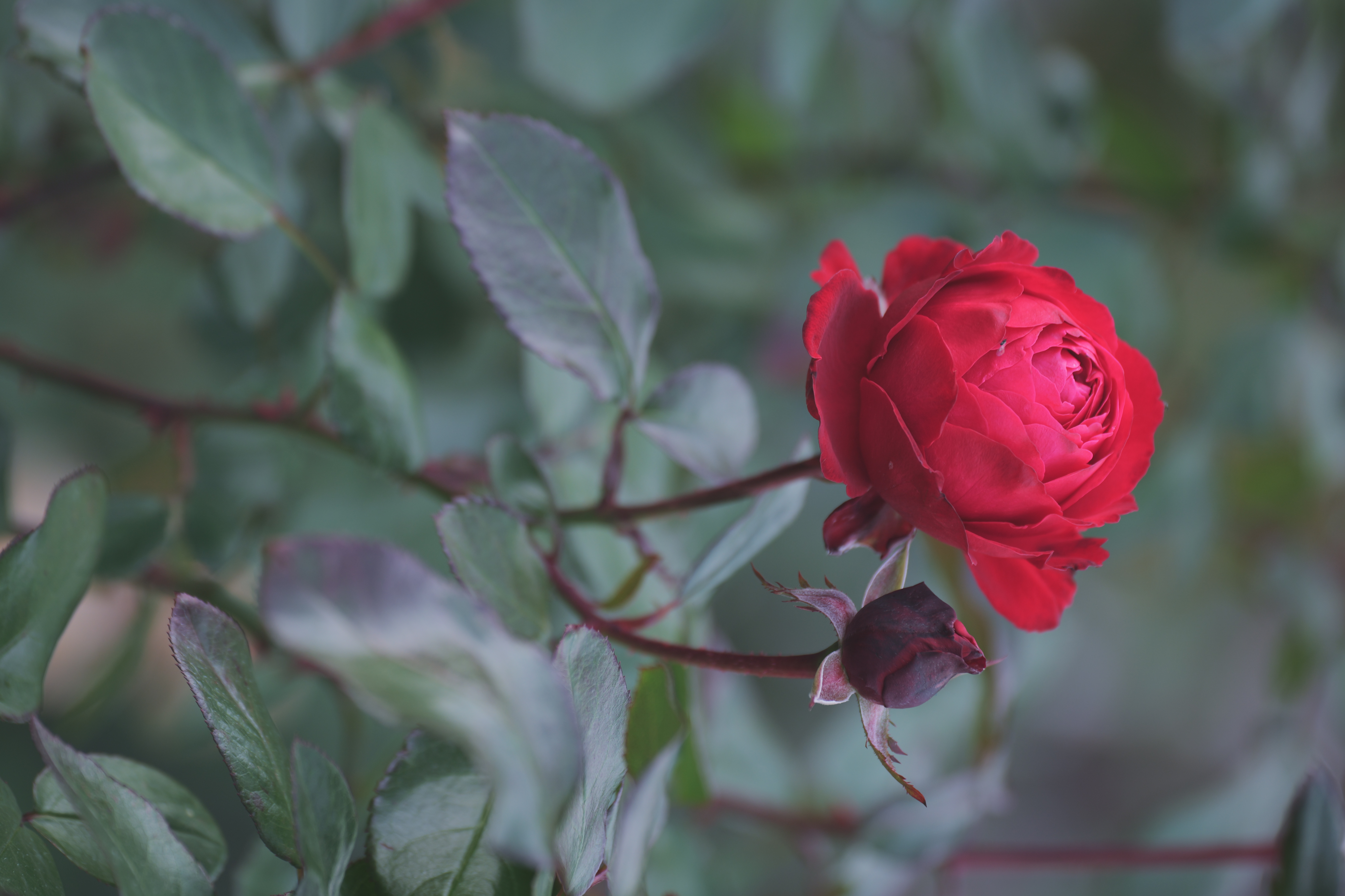 赤薔薇 - ローザンベリー多和田