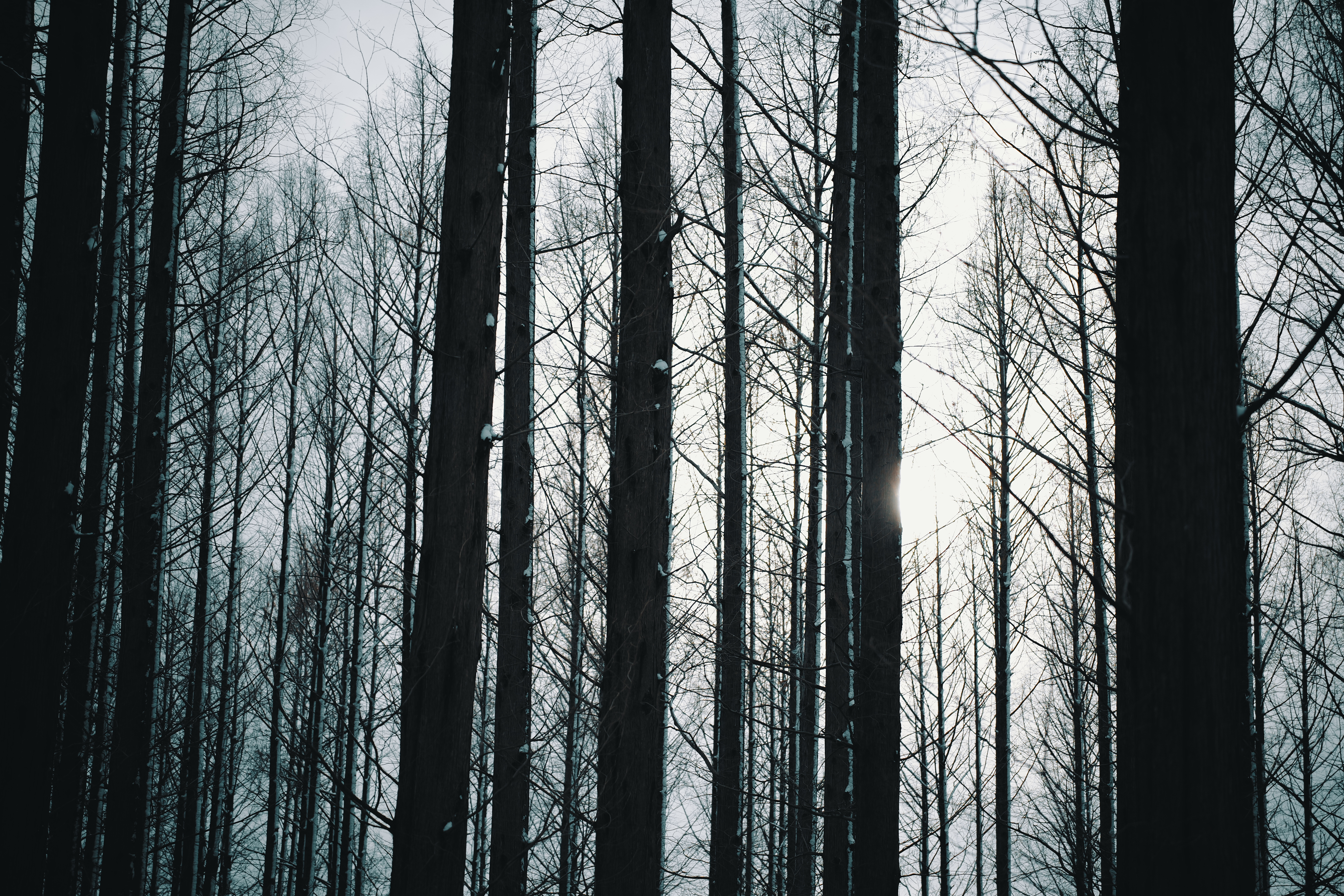雪の日の森 - 都内某所