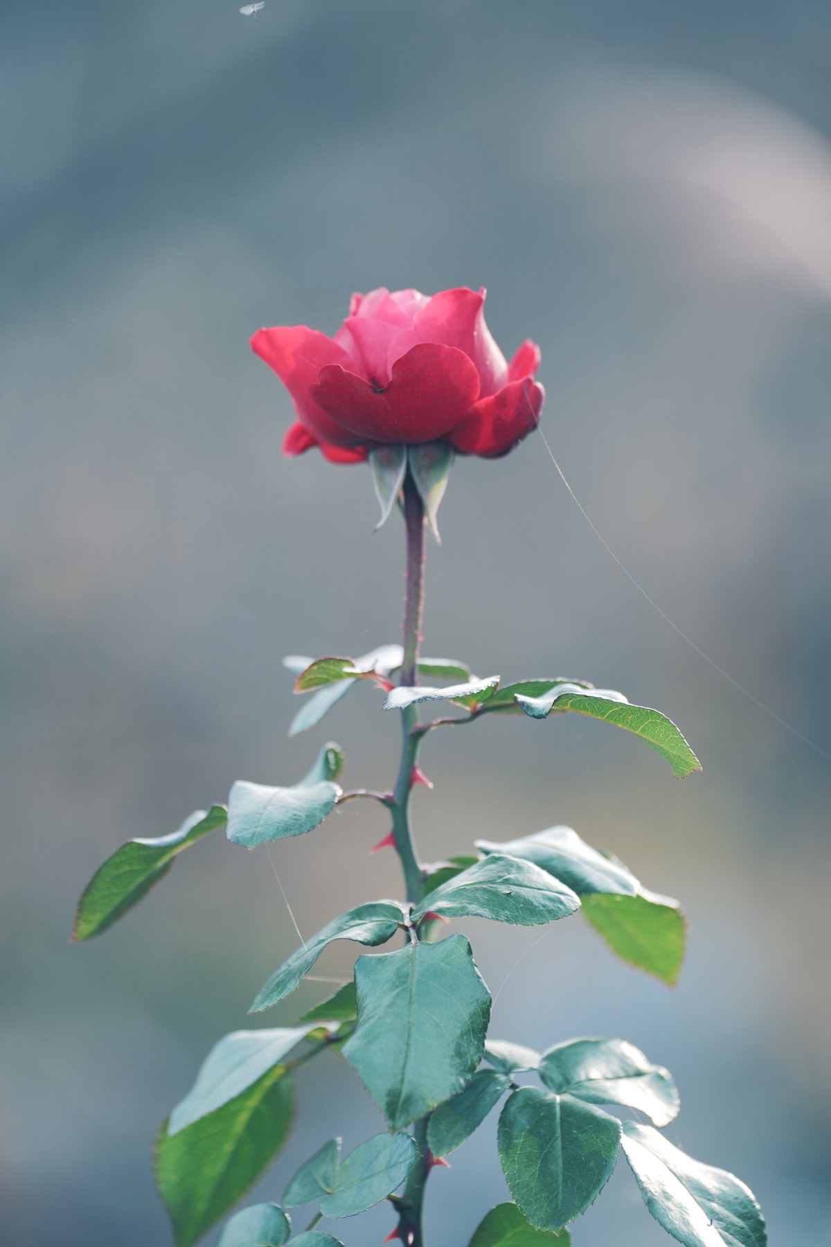 赤薔薇と蜘蛛の巣